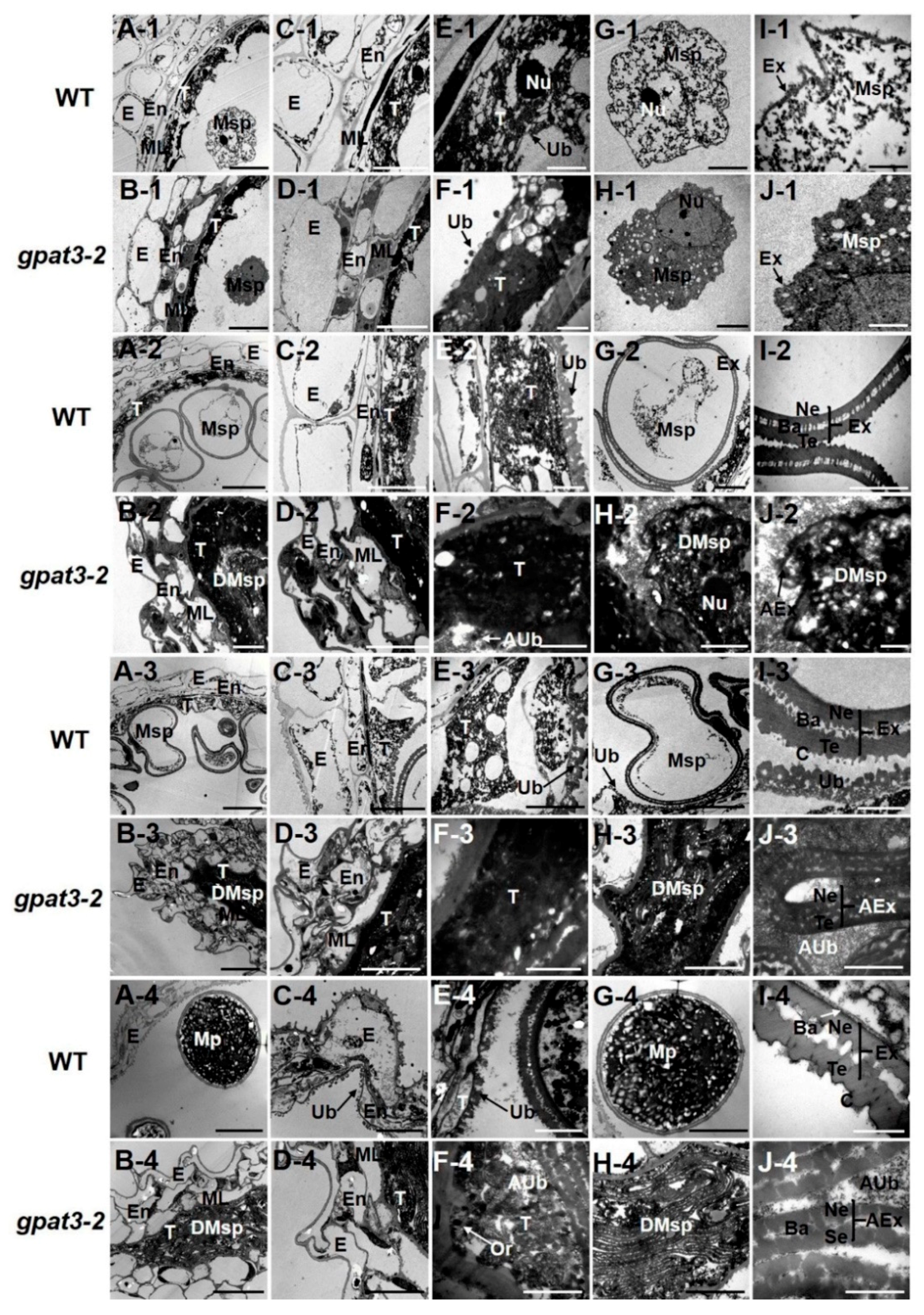 Ijms 19 04017 g005