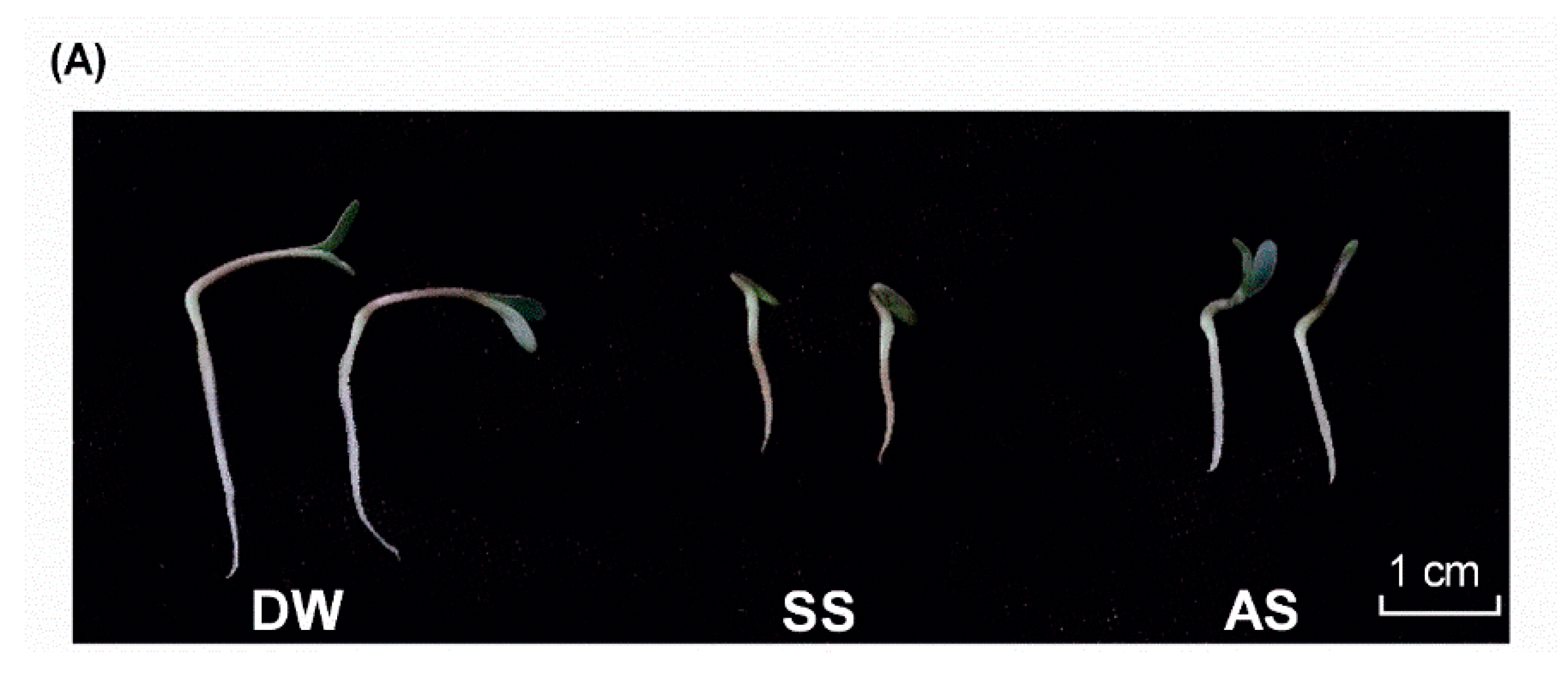 Ijms 19 04076 g001a Ijms 19 04076 g001a