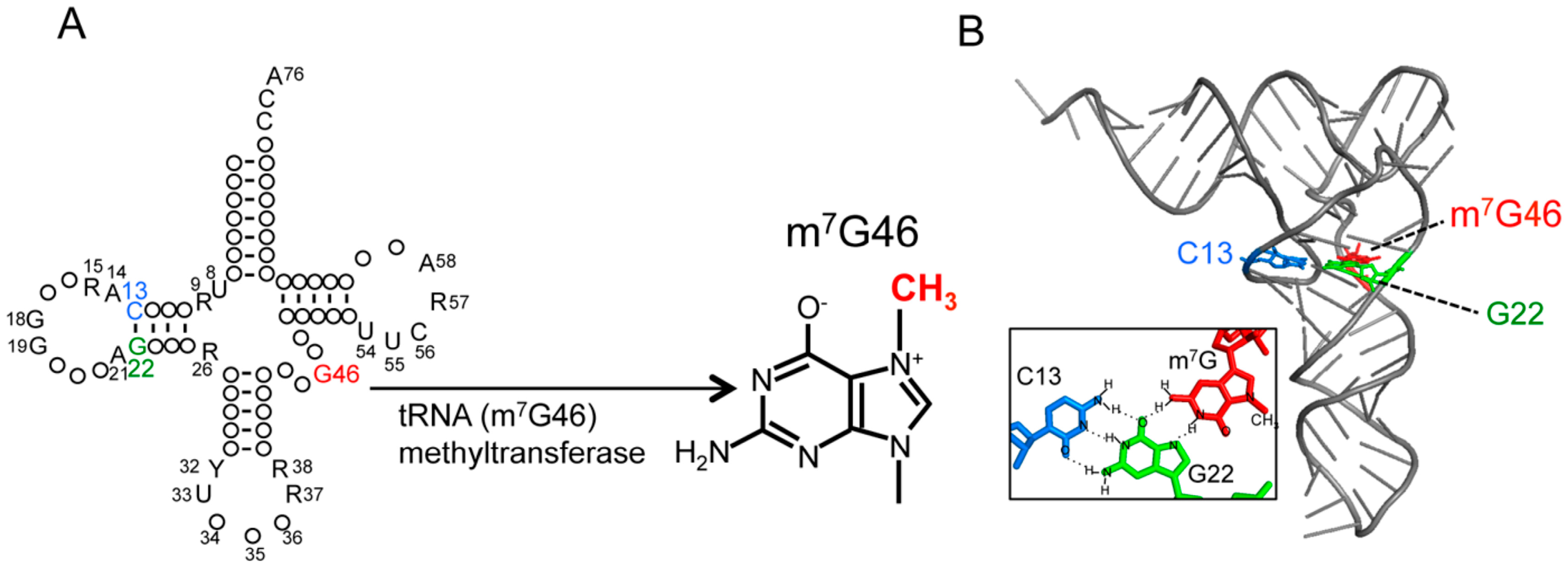 Ijms 19 04080 g001 Ijms 19 04080 g001