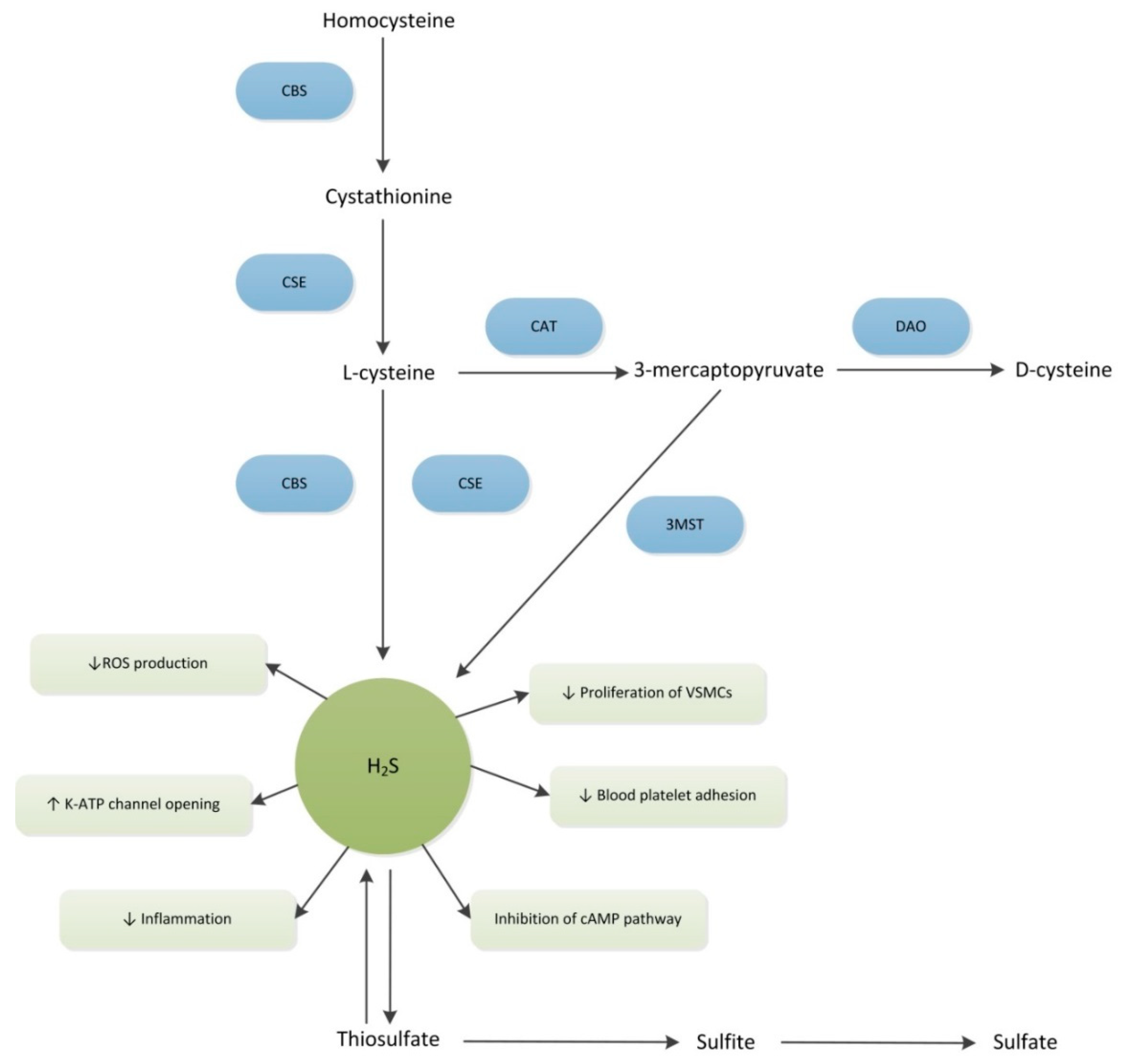 Ijms 19 04121 g001 Ijms 19 04121 g001