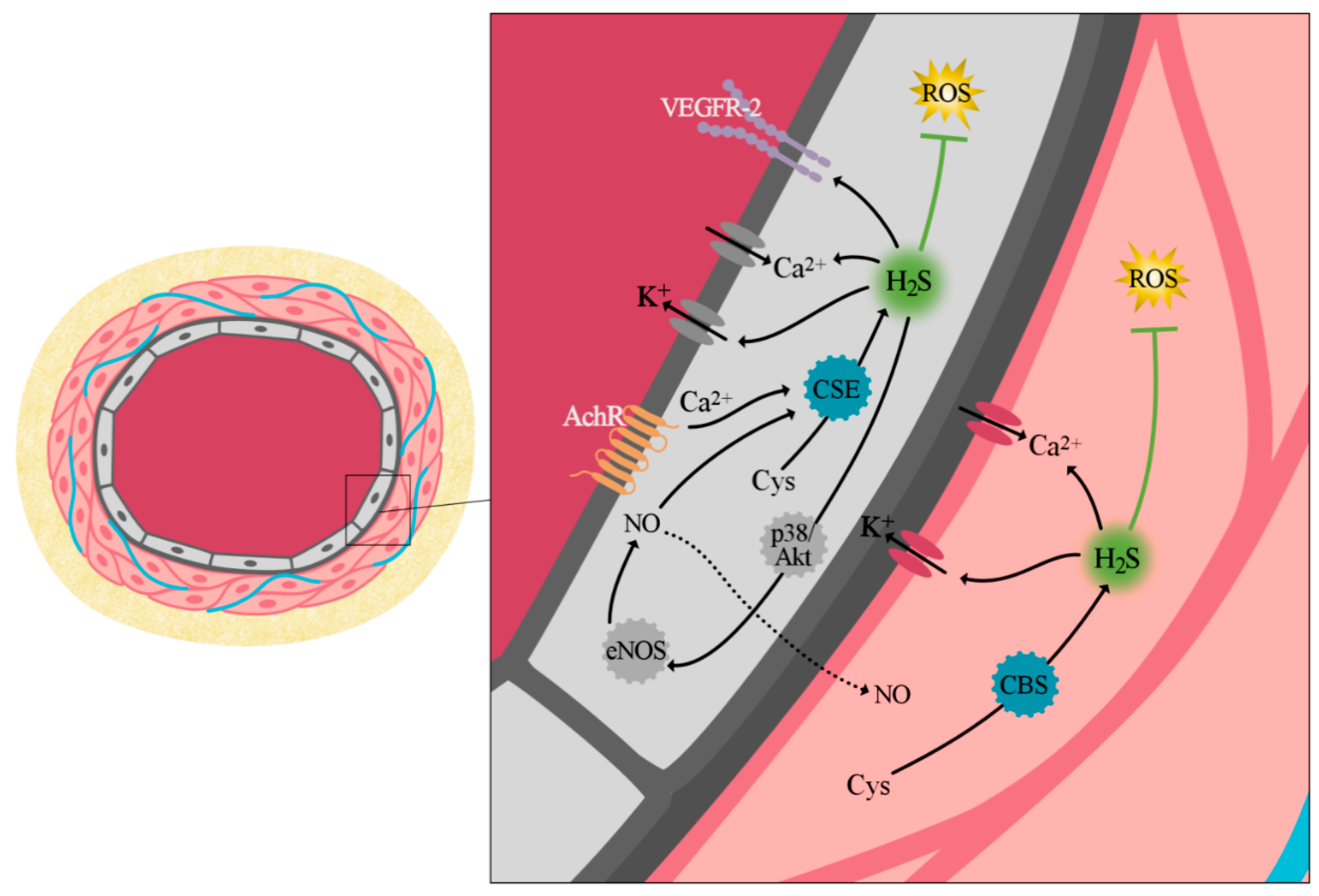 Ijms 19 04121 g002 Ijms 19 04121 g002