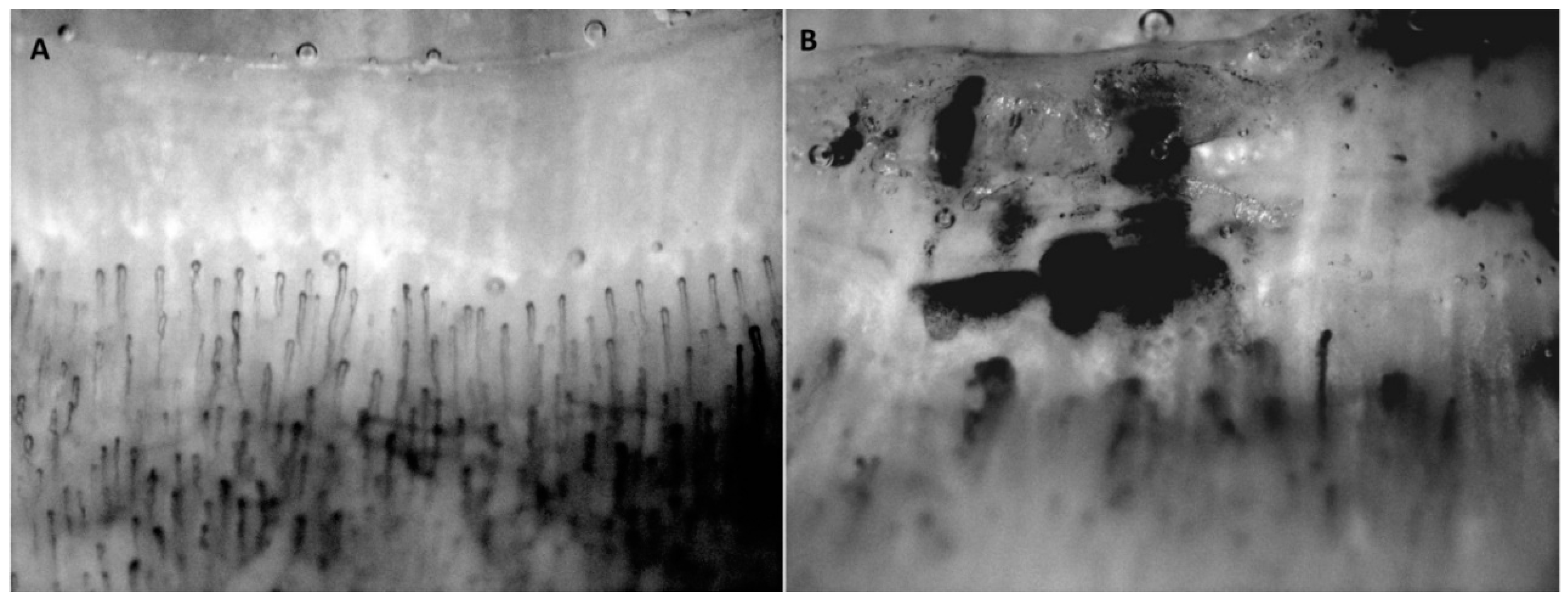 Ijms 19 04121 g003 Ijms 19 04121 g003