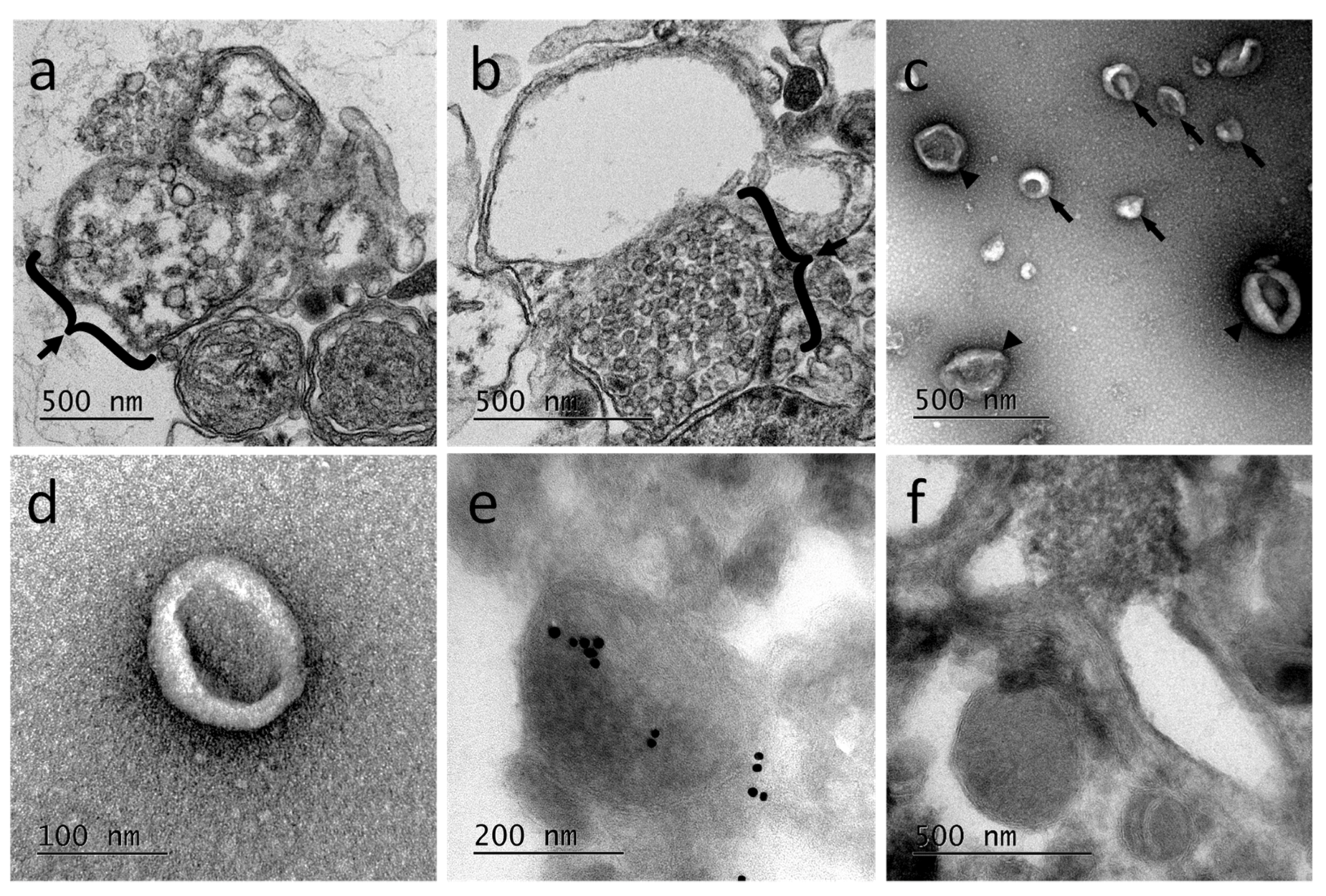 Ijms 19 04124 g004 Ijms 19 04124 g004