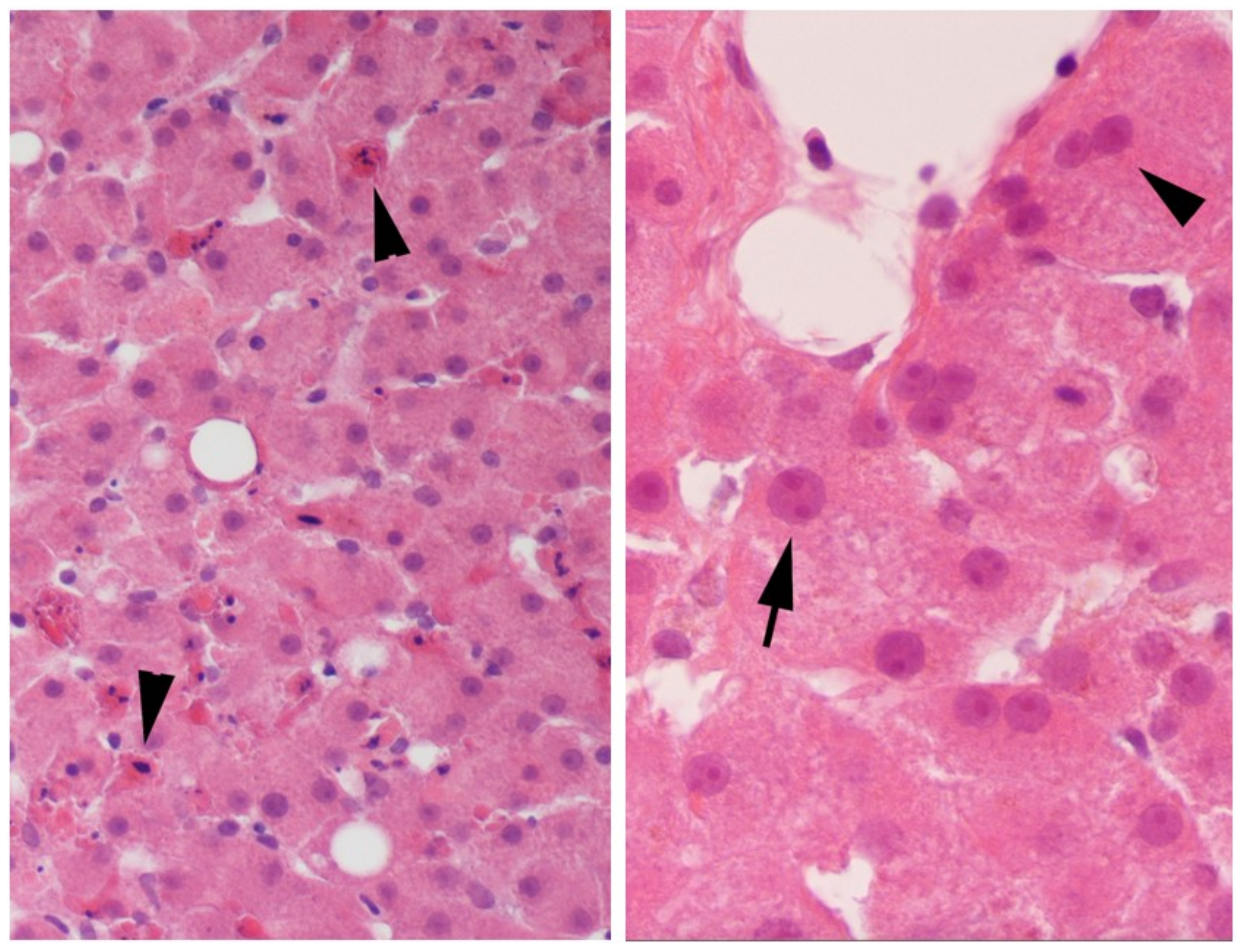 Ijms 19 04130 g002