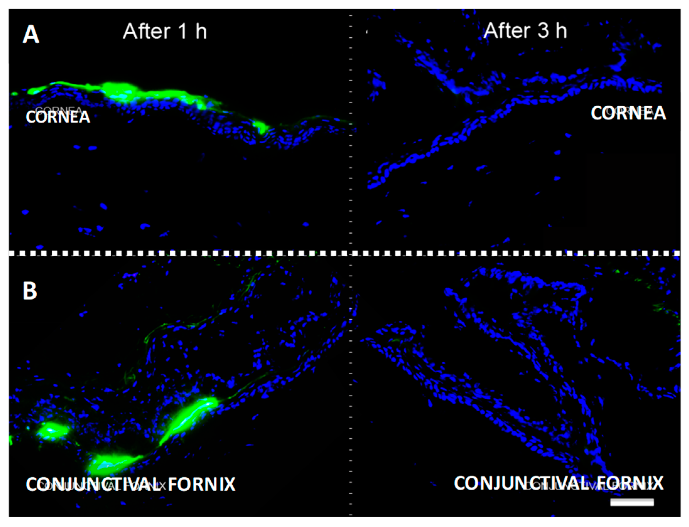 Ijms 20 00009 g002 Ijms 20 00009 g002