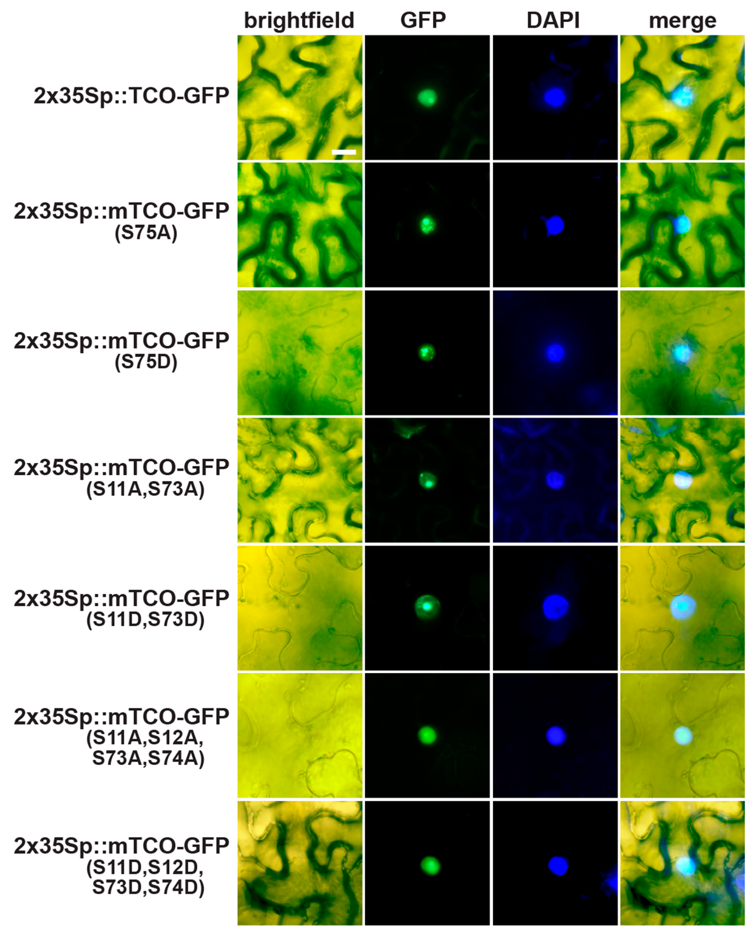 Ijms 20 00099 g007