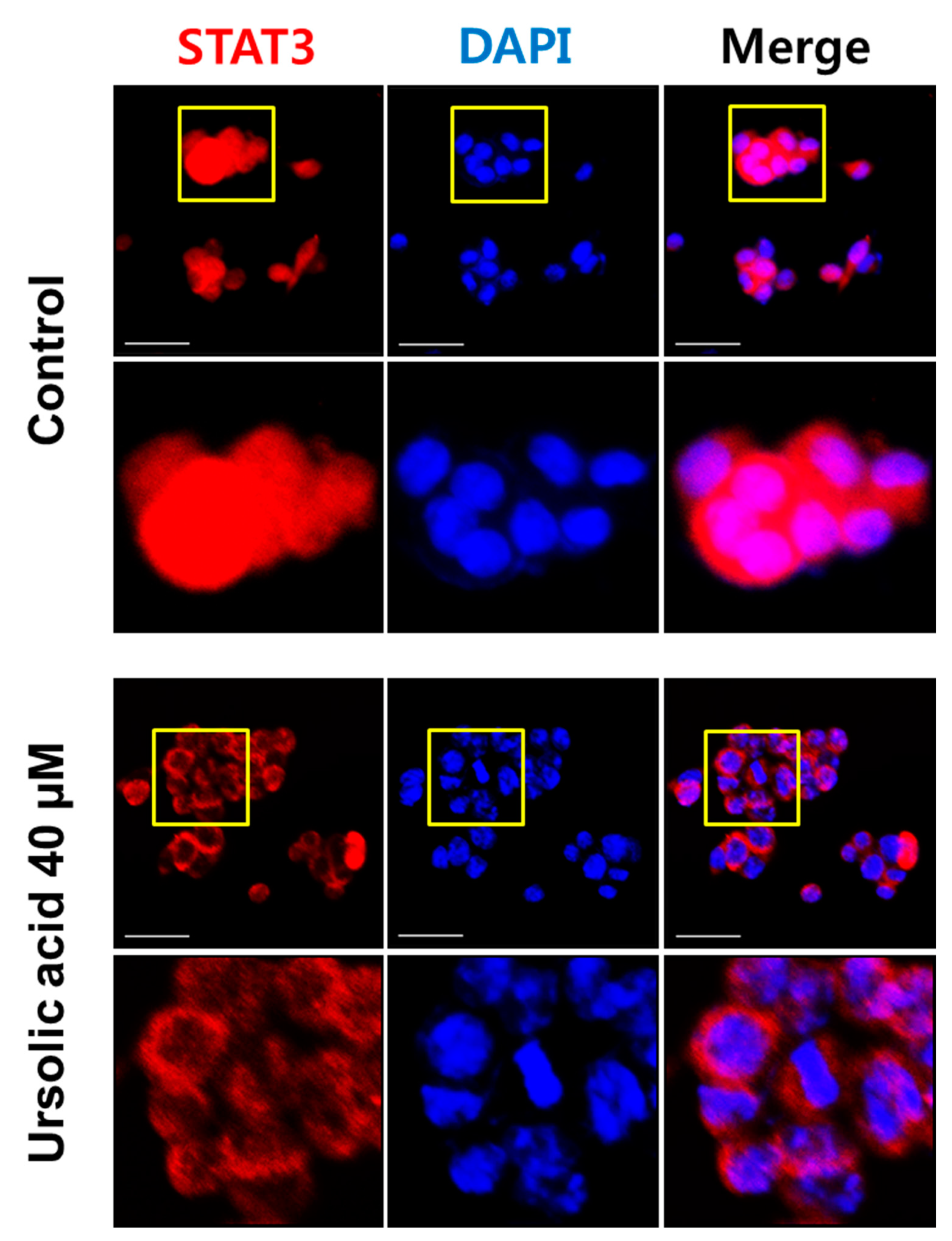 Ijms 20 00114 g003 Ijms 20 00114 g003