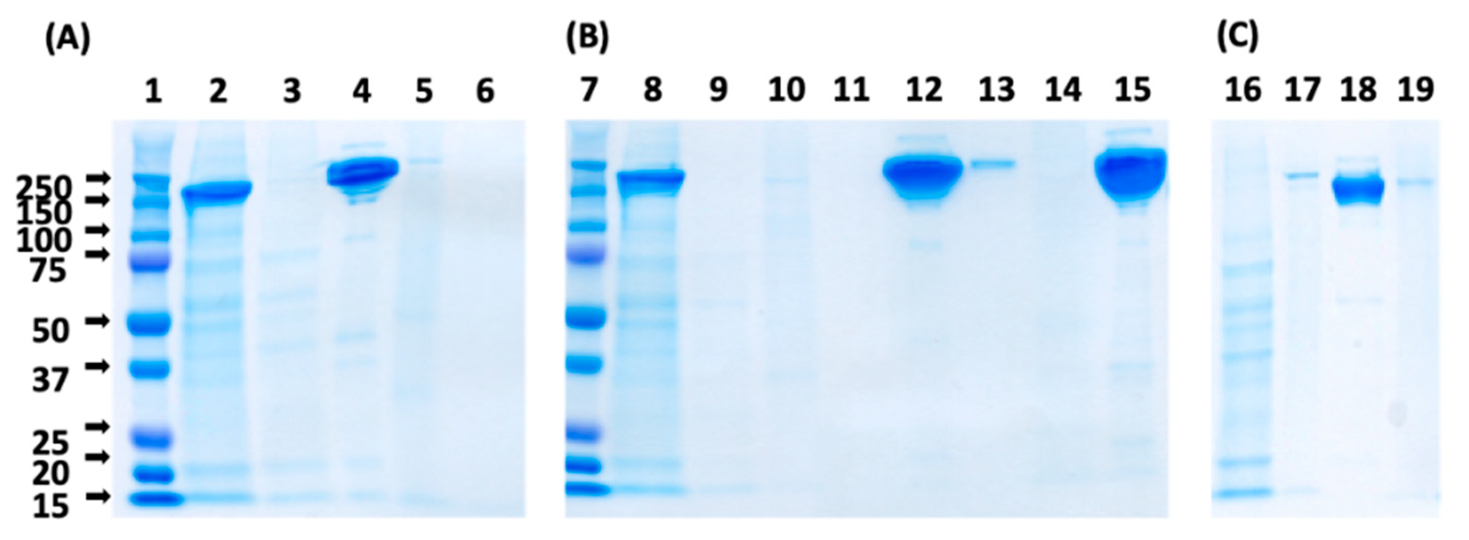 Ijms 20 00161 g006