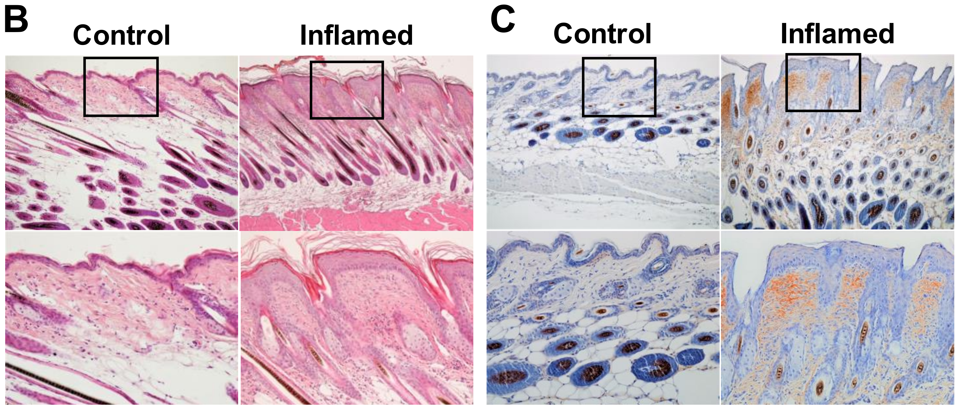 Ijms 20 00169 g001b Ijms 20 00169 g001b