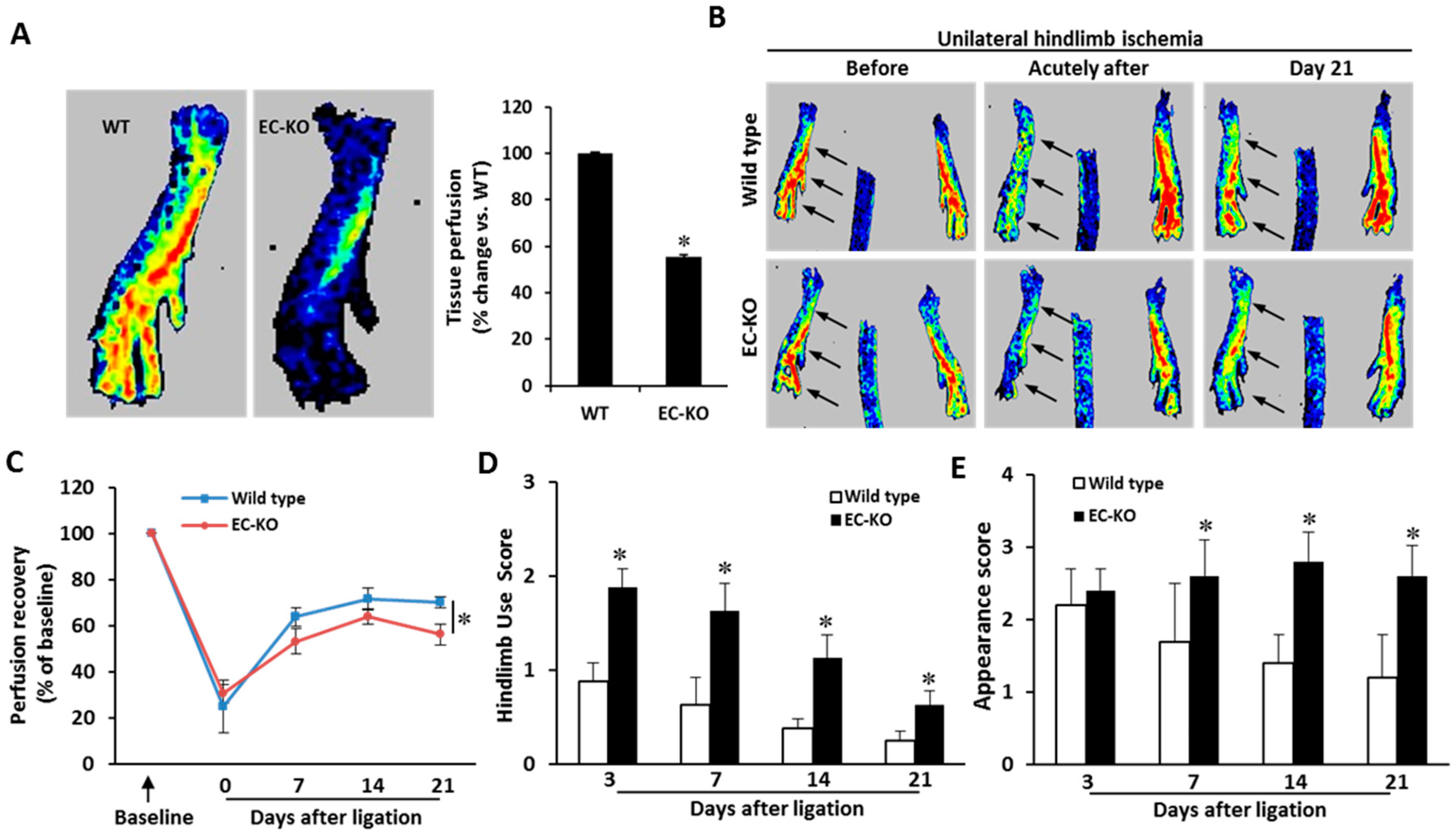 Ijms 20 00172 g004 Ijms 20 00172 g004