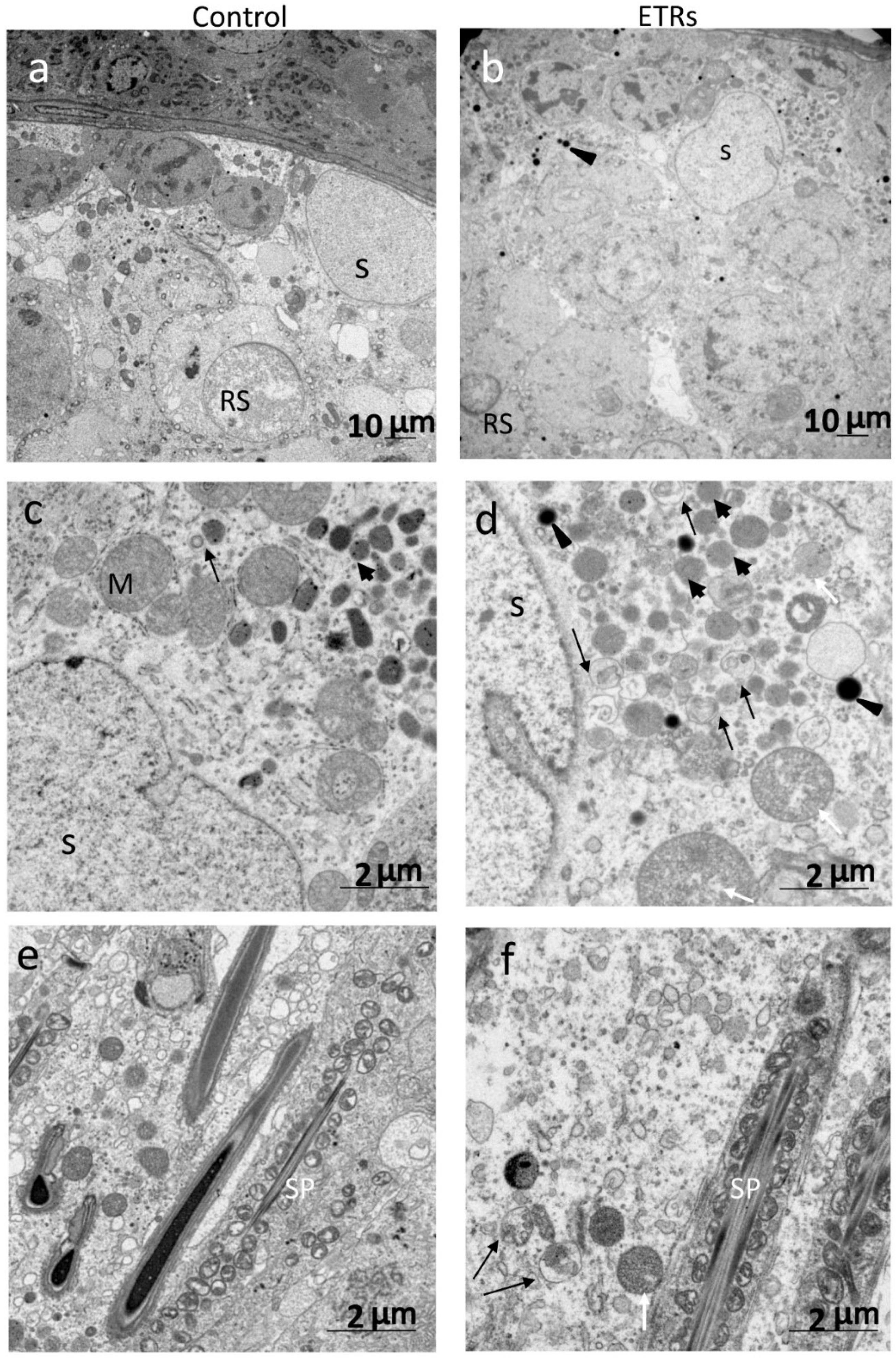 Ijms 20 00184 g005