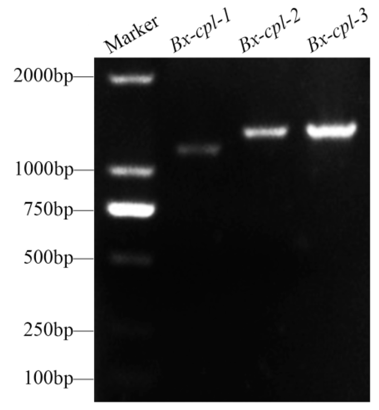 Ijms 20 00215 g001 Ijms 20 00215 g001
