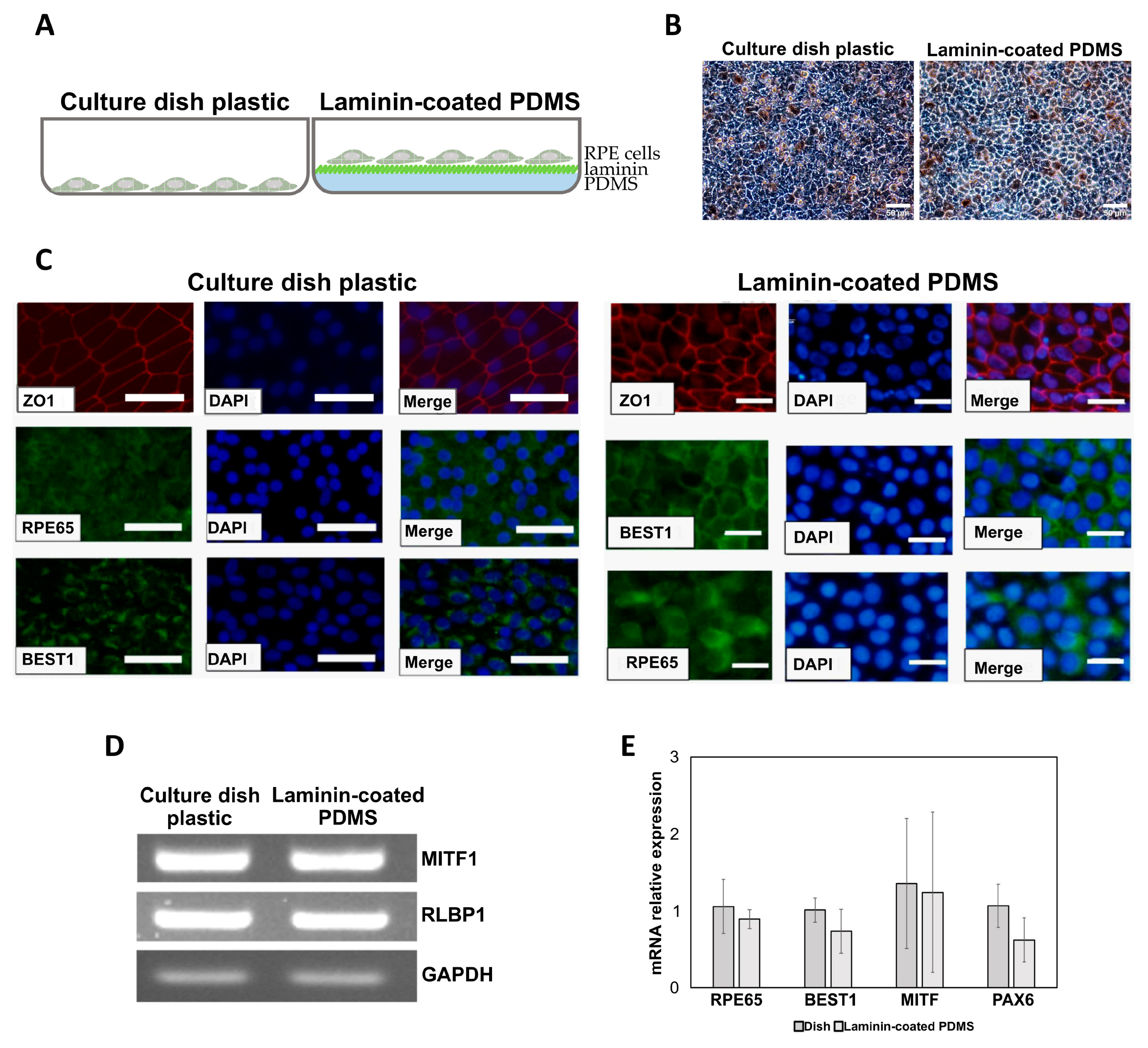 Ijms 20 00241 g003 Ijms 20 00241 g003