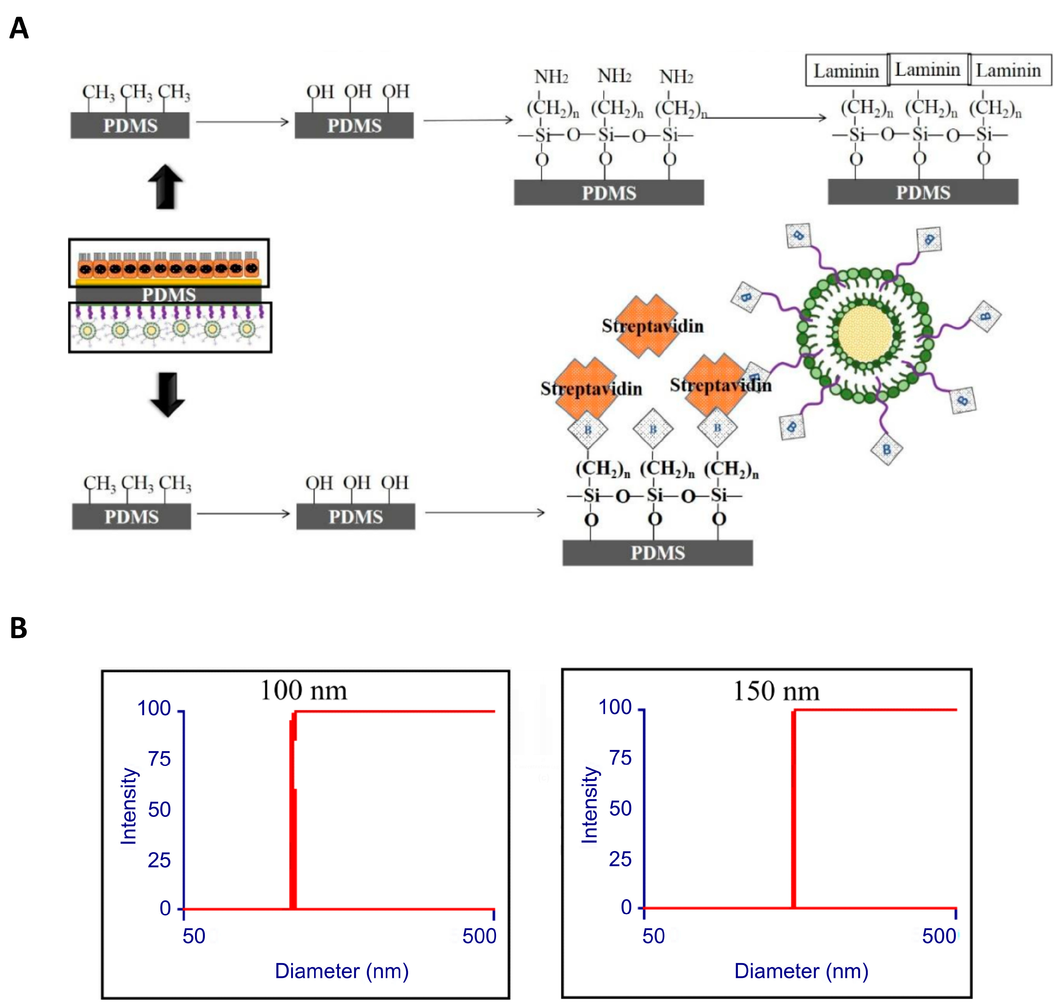 Ijms 20 00241 g005 Ijms 20 00241 g005