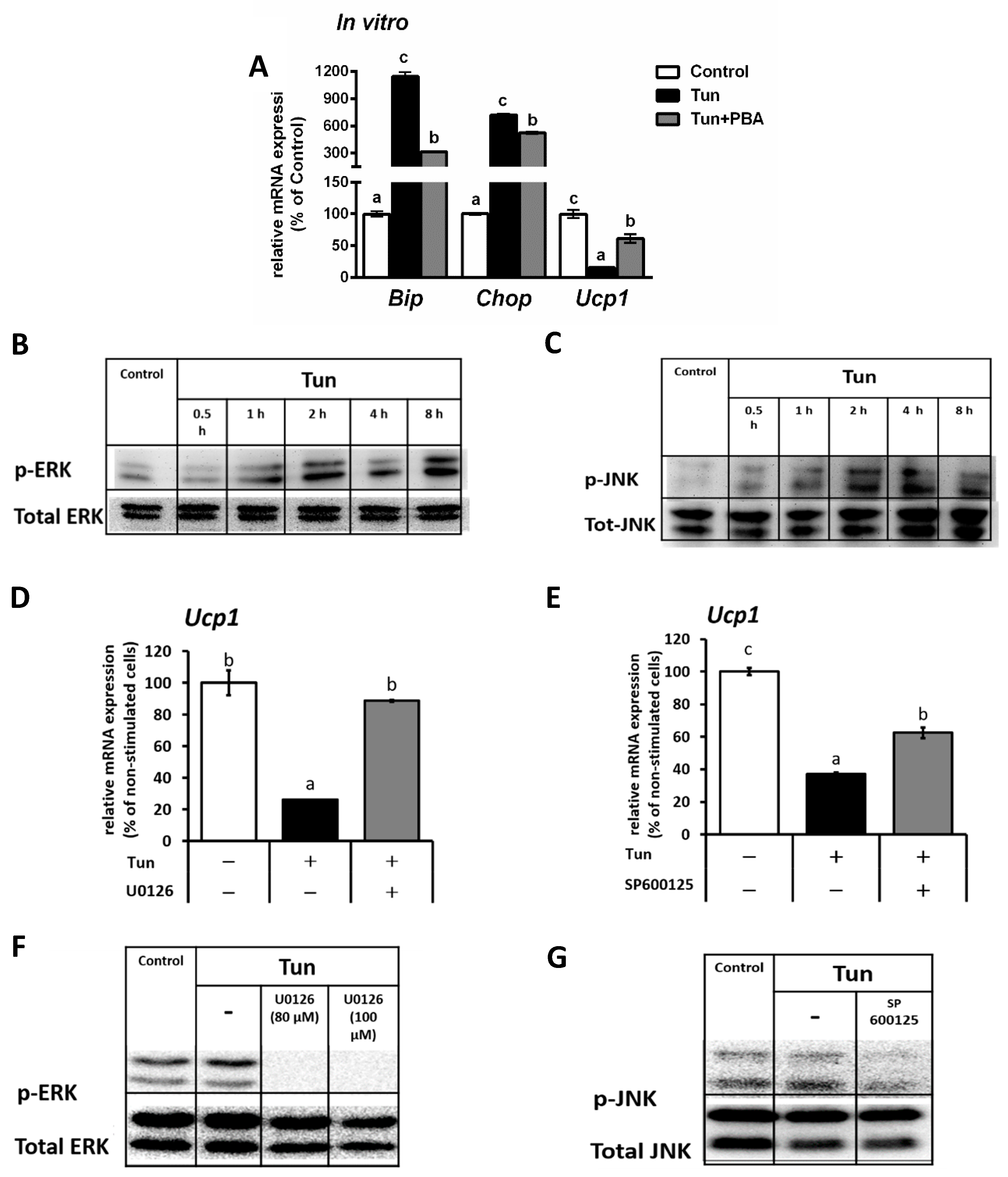 Ijms 20 00274 g001 Ijms 20 00274 g001