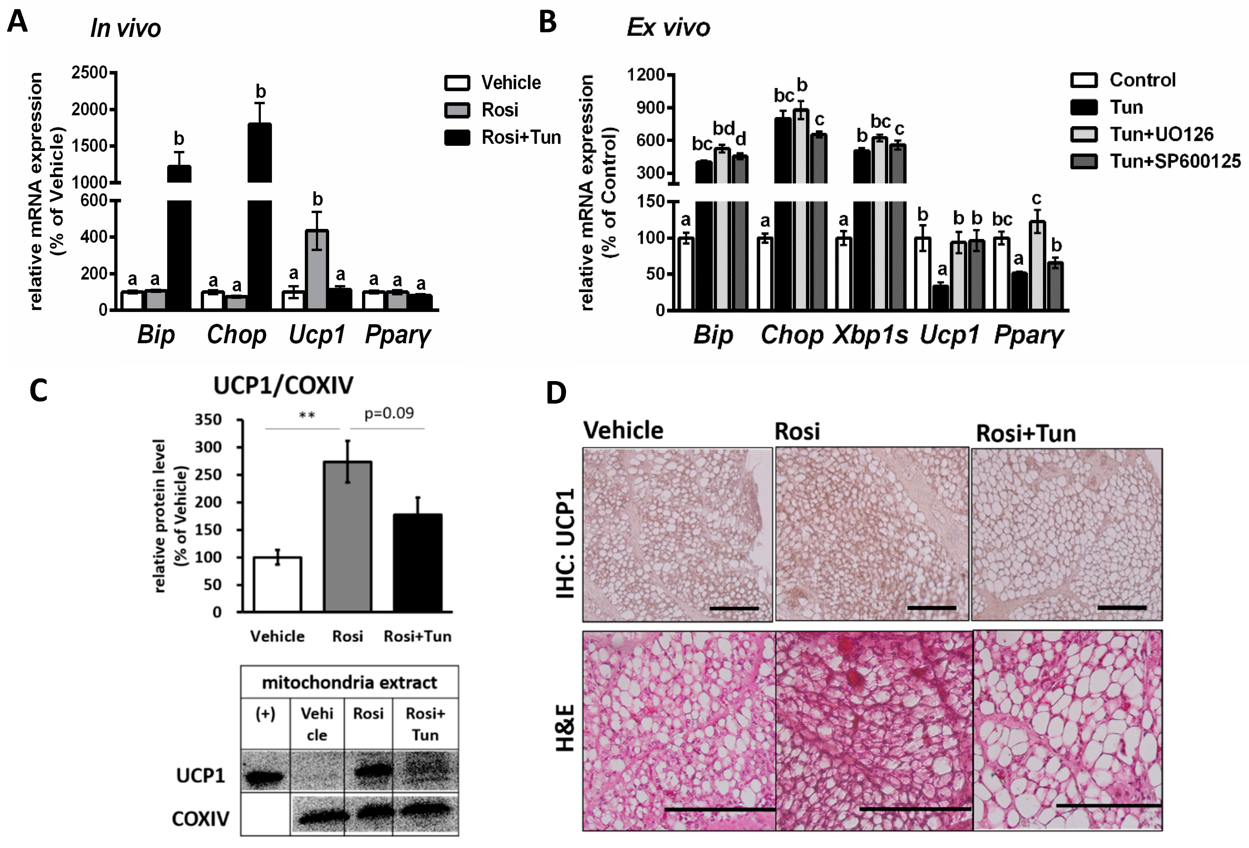 Ijms 20 00274 g006 Ijms 20 00274 g006