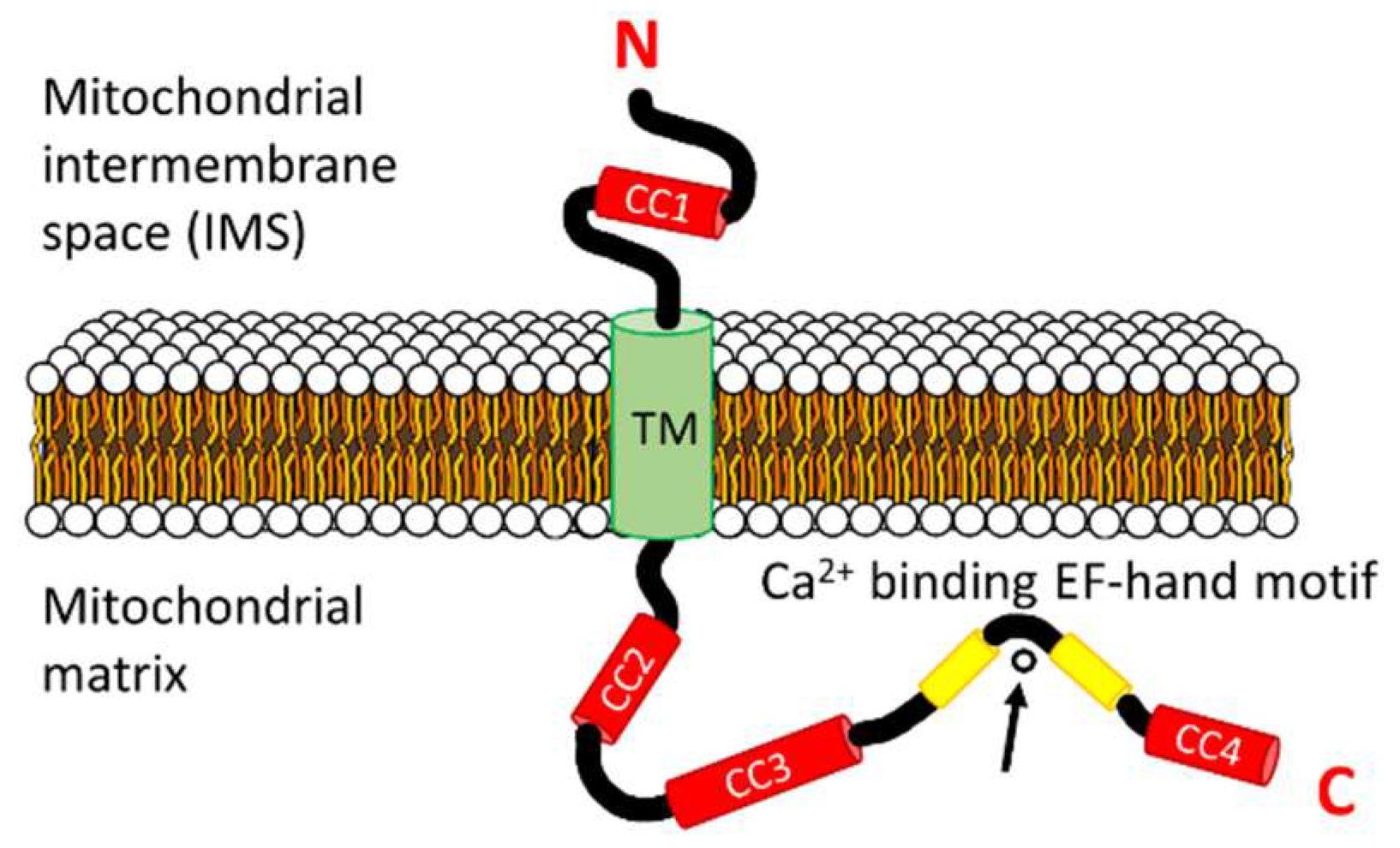 Ijms 20 00286 g002 Ijms 20 00286 g002