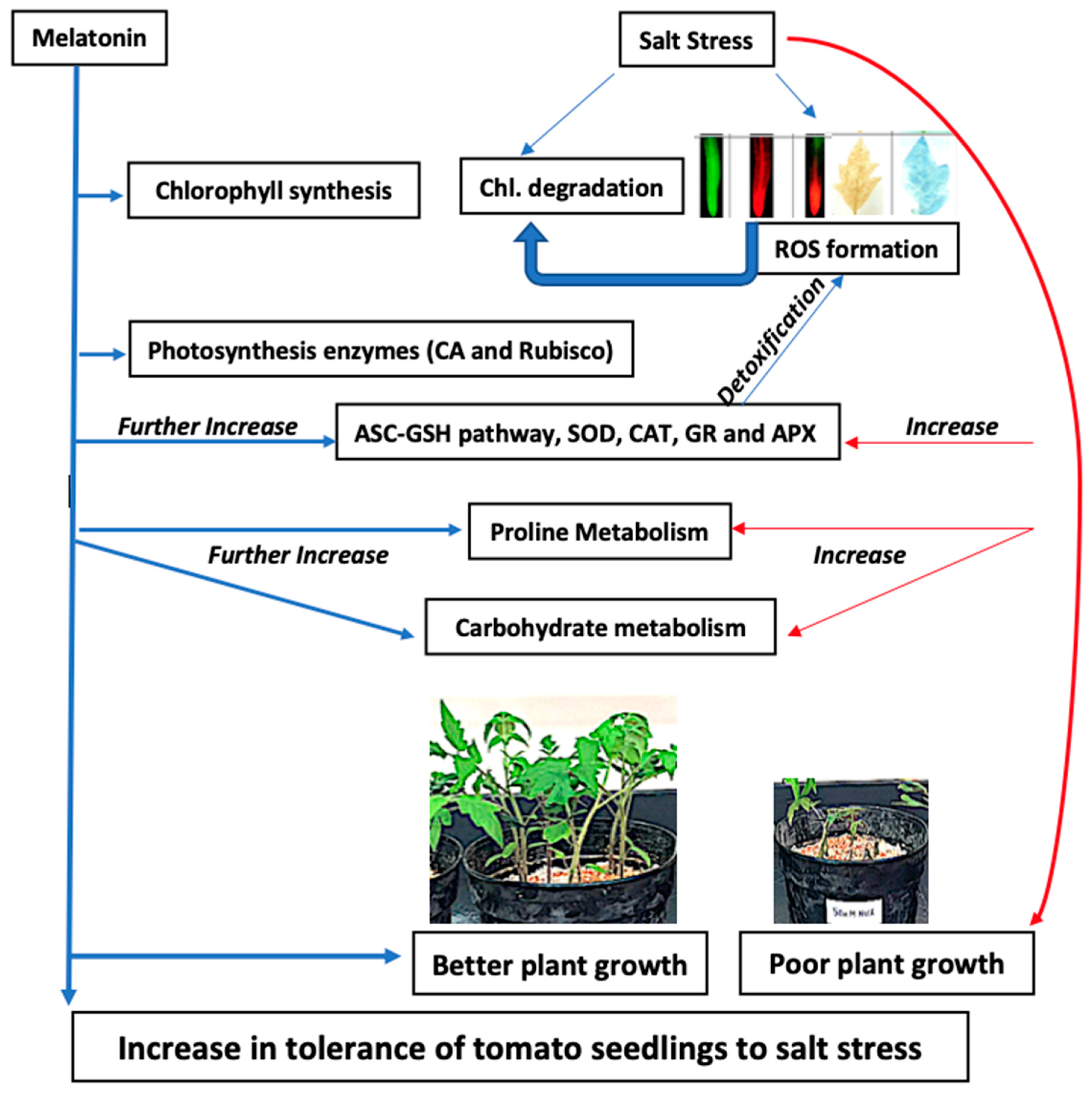 Ijms 20 00353 g011 Ijms 20 00353 g011