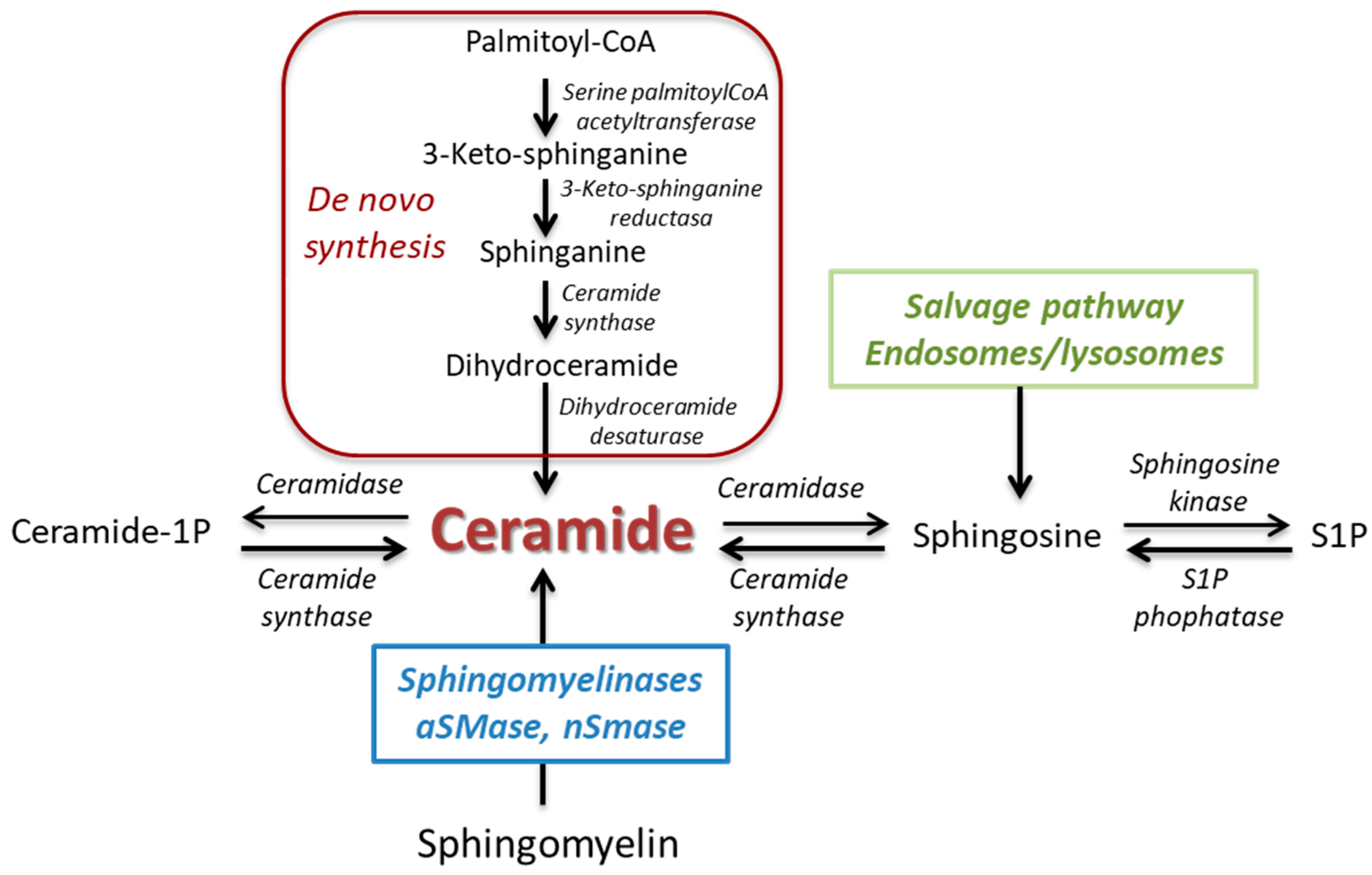 Ijms 20 00411 g001 Ijms 20 00411 g001