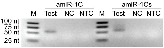 Ijms 20 00533 g0a2 550