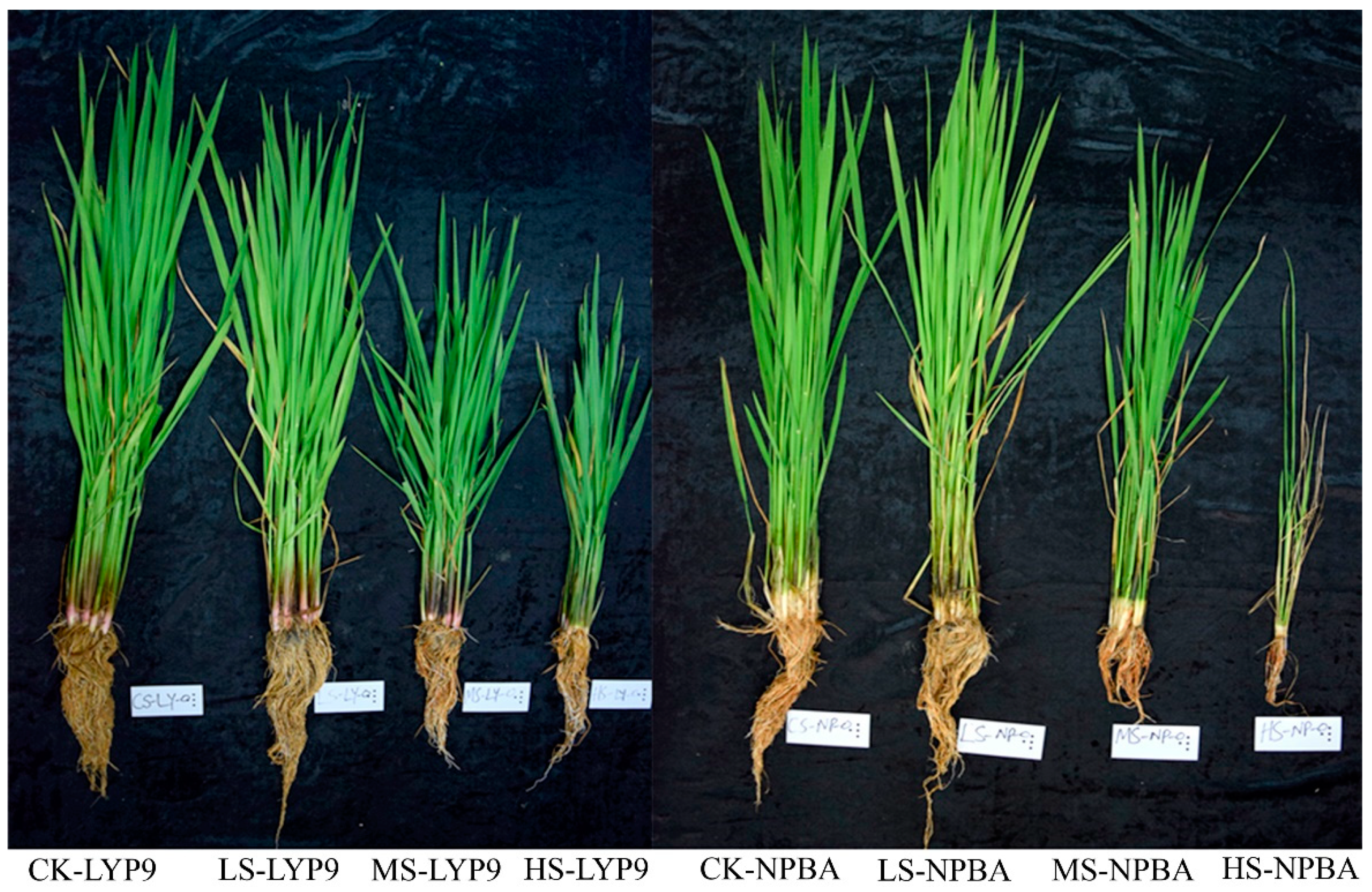 Ijms 20 00547 g002 Ijms 20 00547 g002