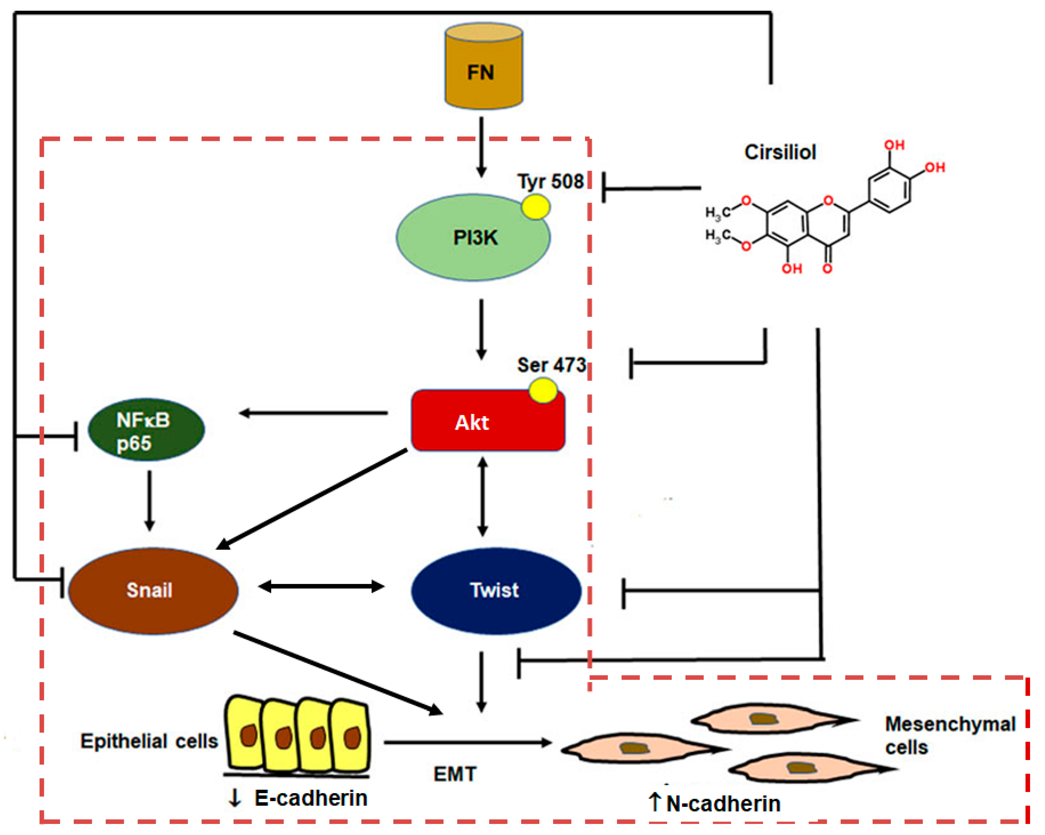 Ijms 20 00608 g008 Ijms 20 00608 g008