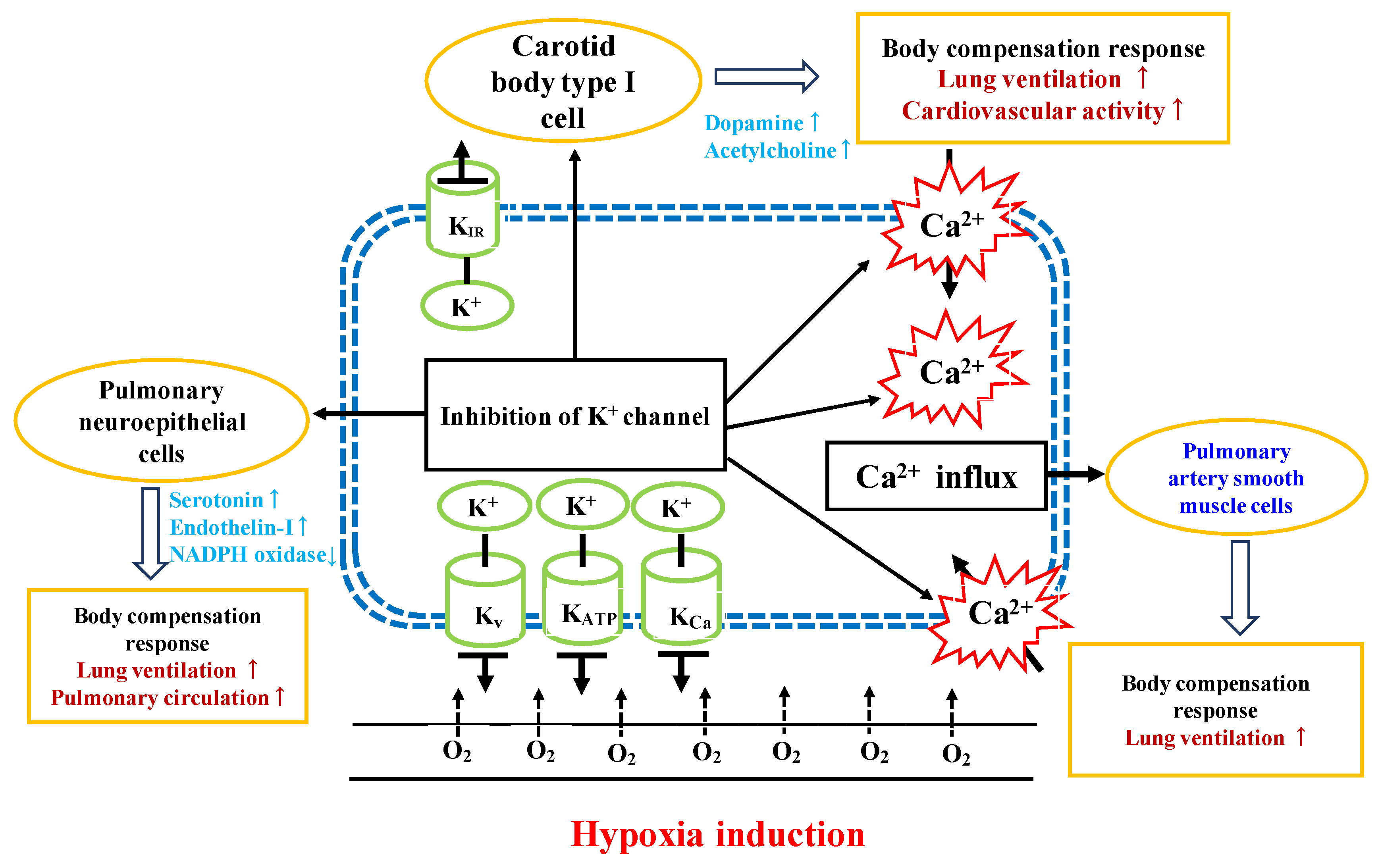 Ijms 20 00637 g005 Ijms 20 00637 g005