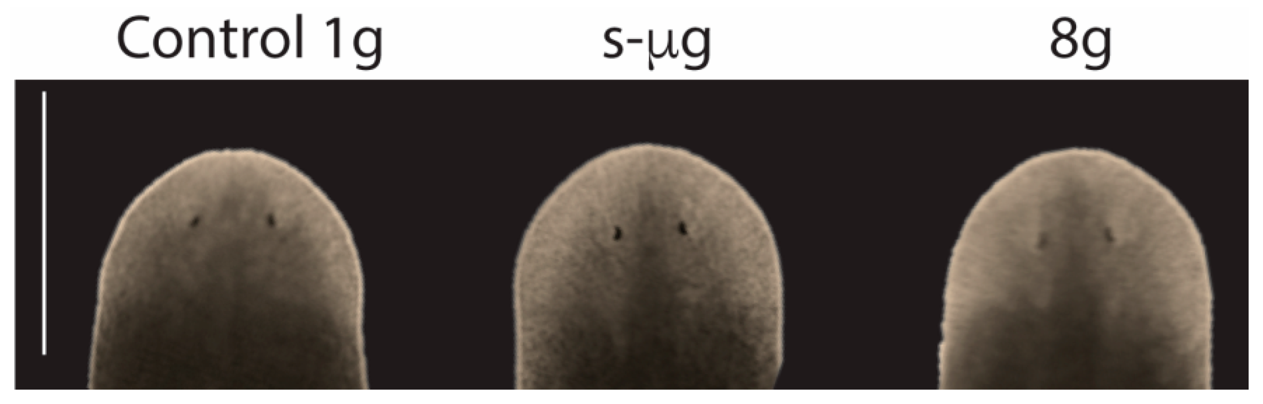 Ijms 20 00720 g003 Ijms 20 00720 g003