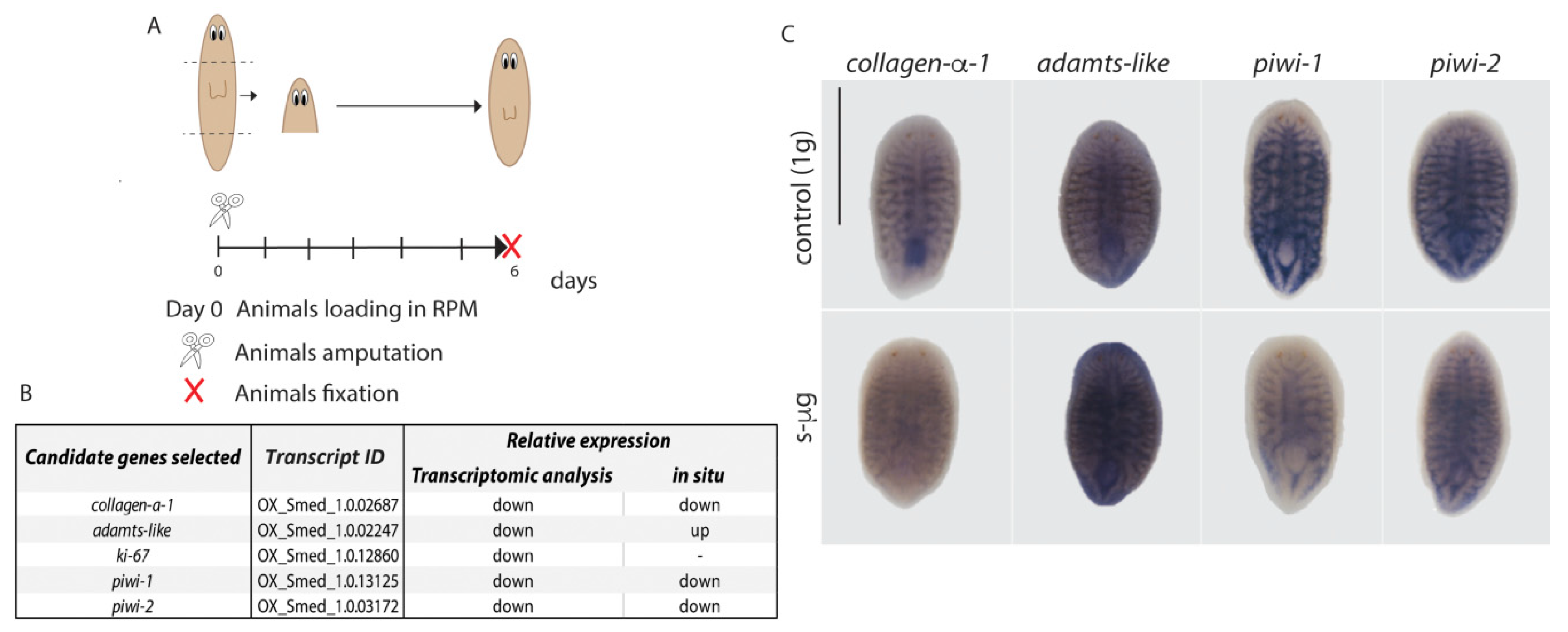 Ijms 20 00720 g004 Ijms 20 00720 g004