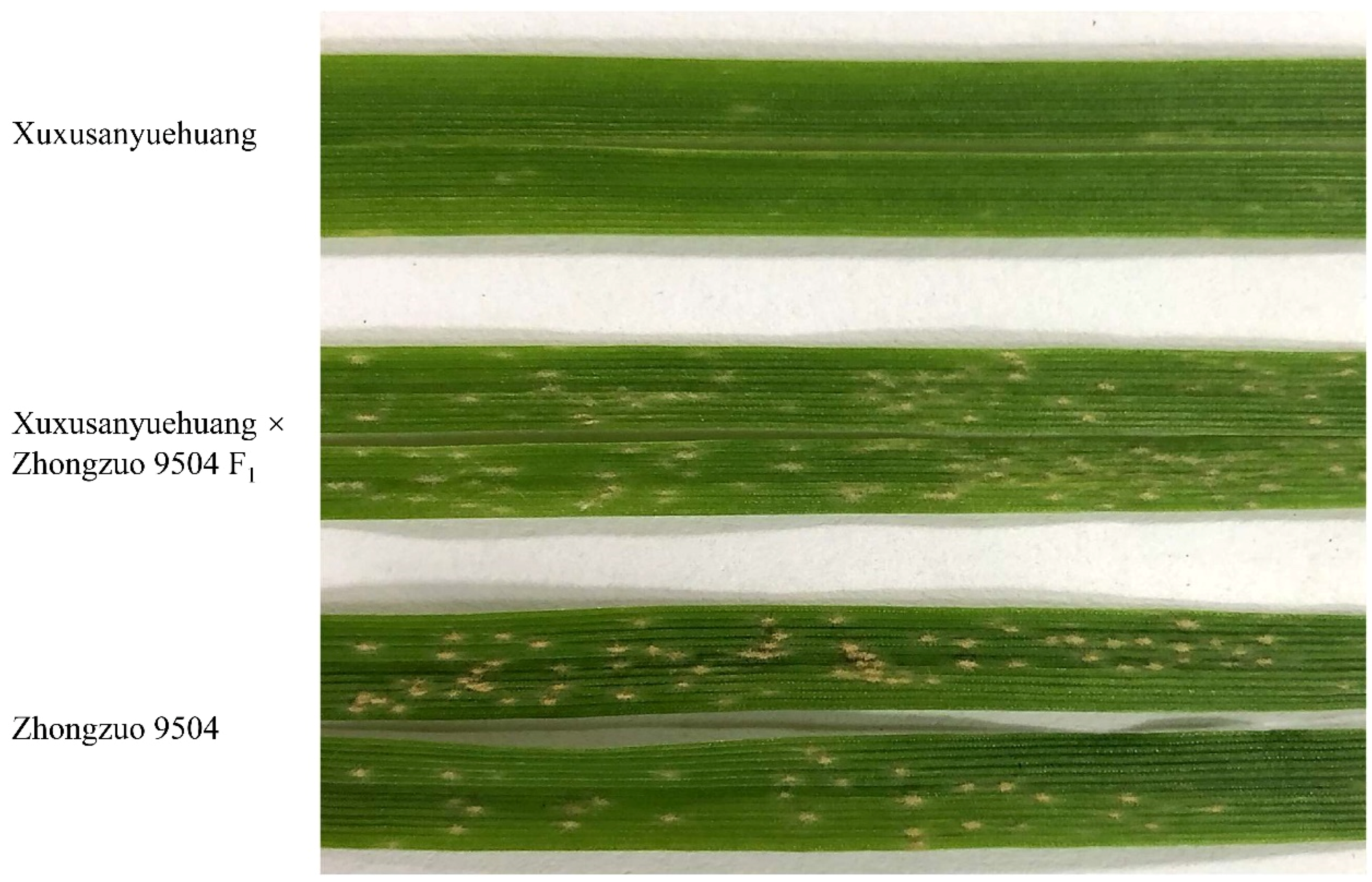 Ijms 20 00750 g001 Ijms 20 00750 g001