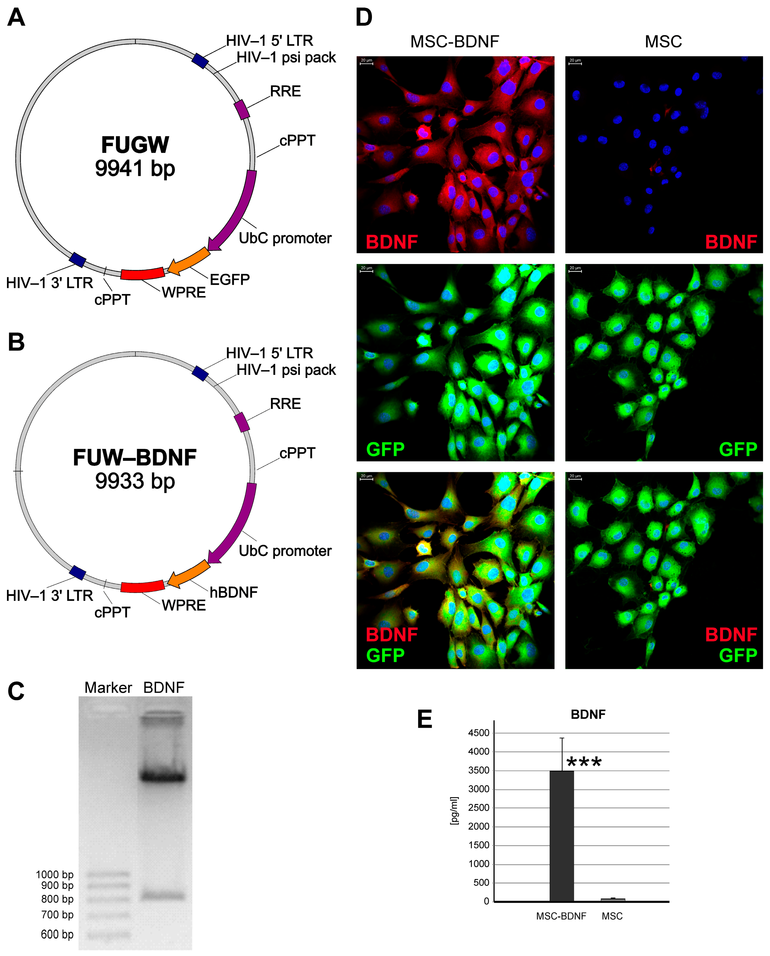 Ijms 20 00777 g001 Ijms 20 00777 g001