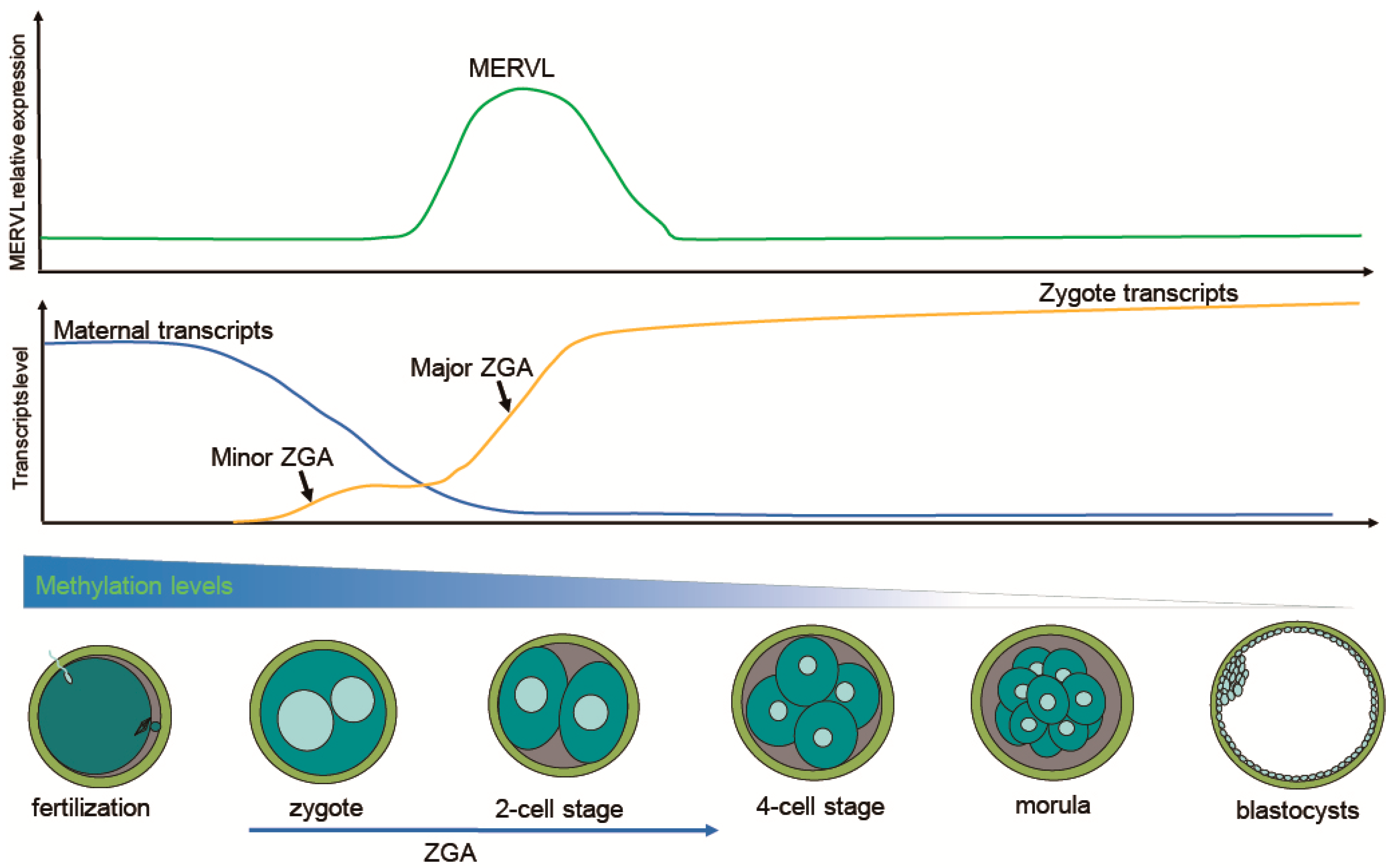 Ijms 20 00790 g001 Ijms 20 00790 g001