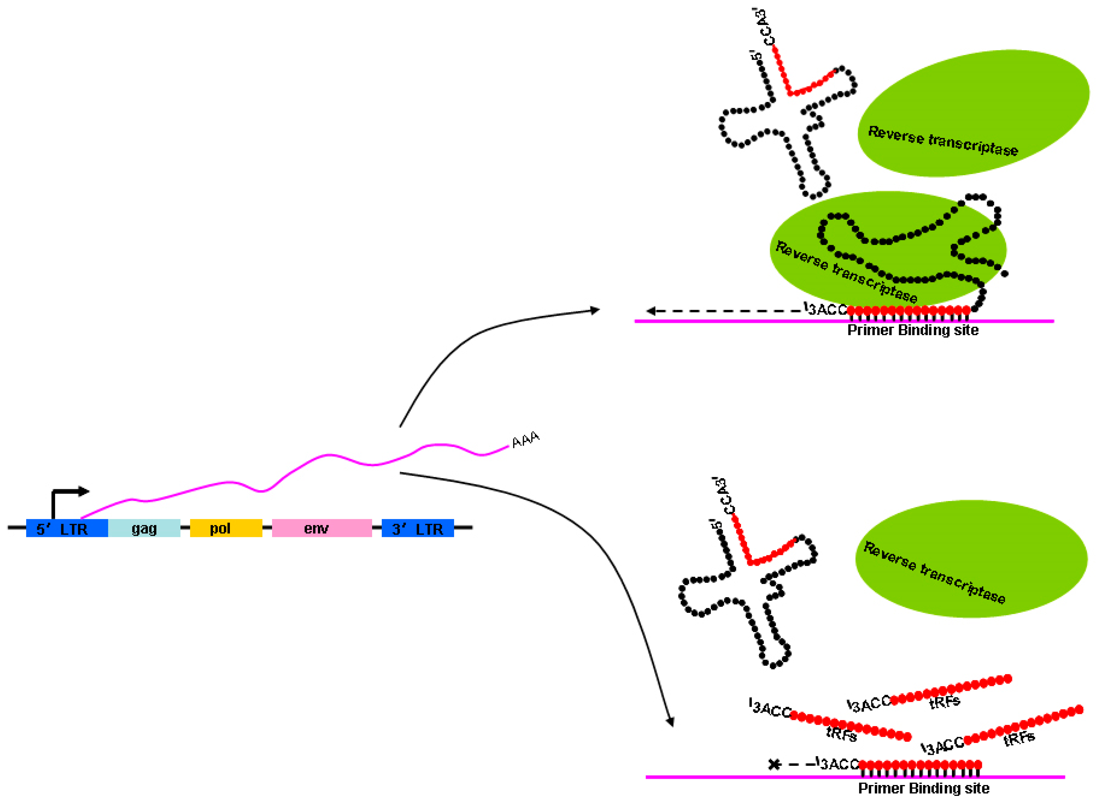 Ijms 20 00790 g003 Ijms 20 00790 g003