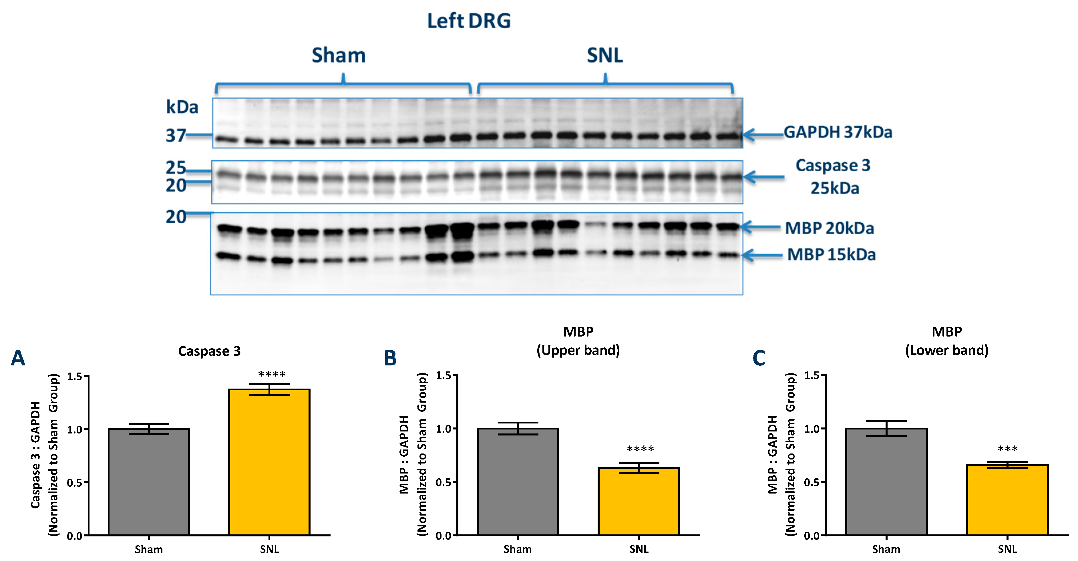 Ijms 20 00811 g007 Ijms 20 00811 g007