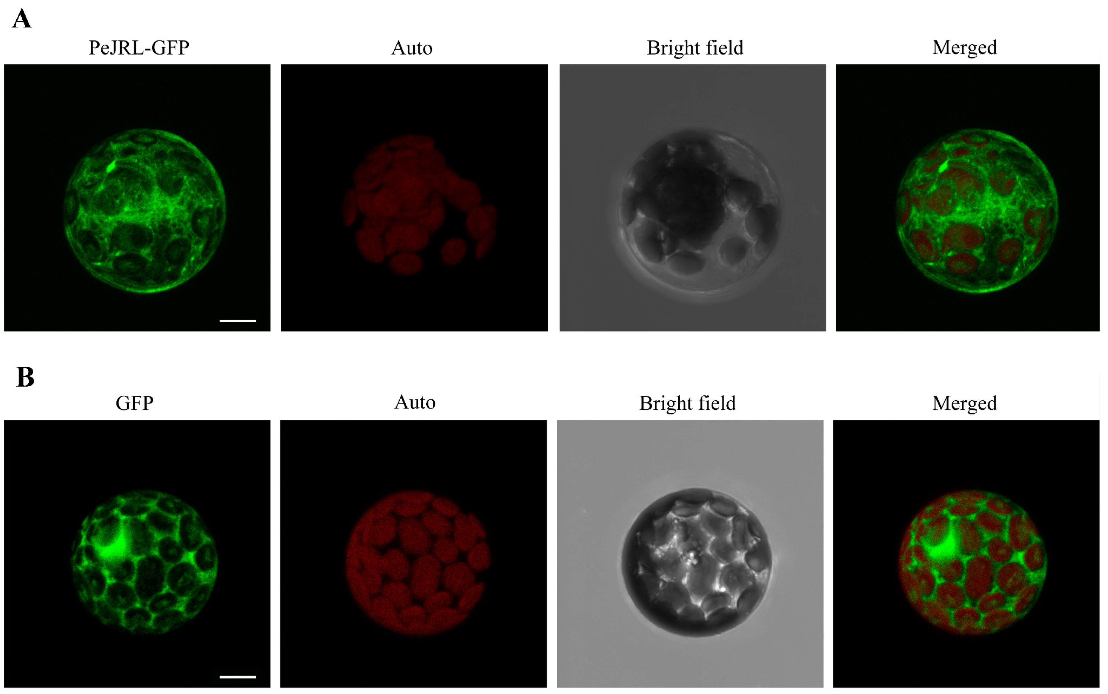 Ijms 20 00815 g003