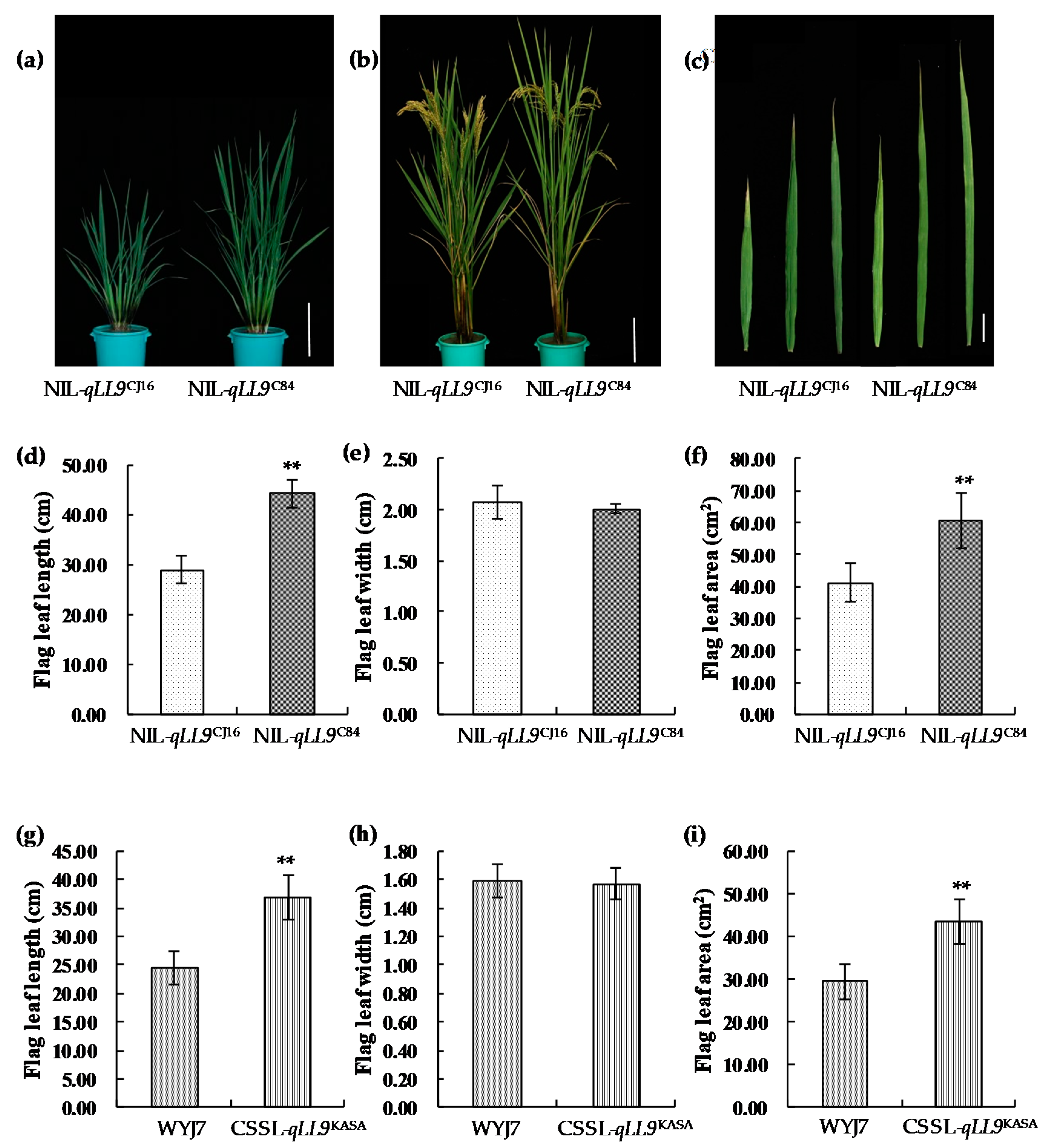 Ijms 20 00866 g005 Ijms 20 00866 g005