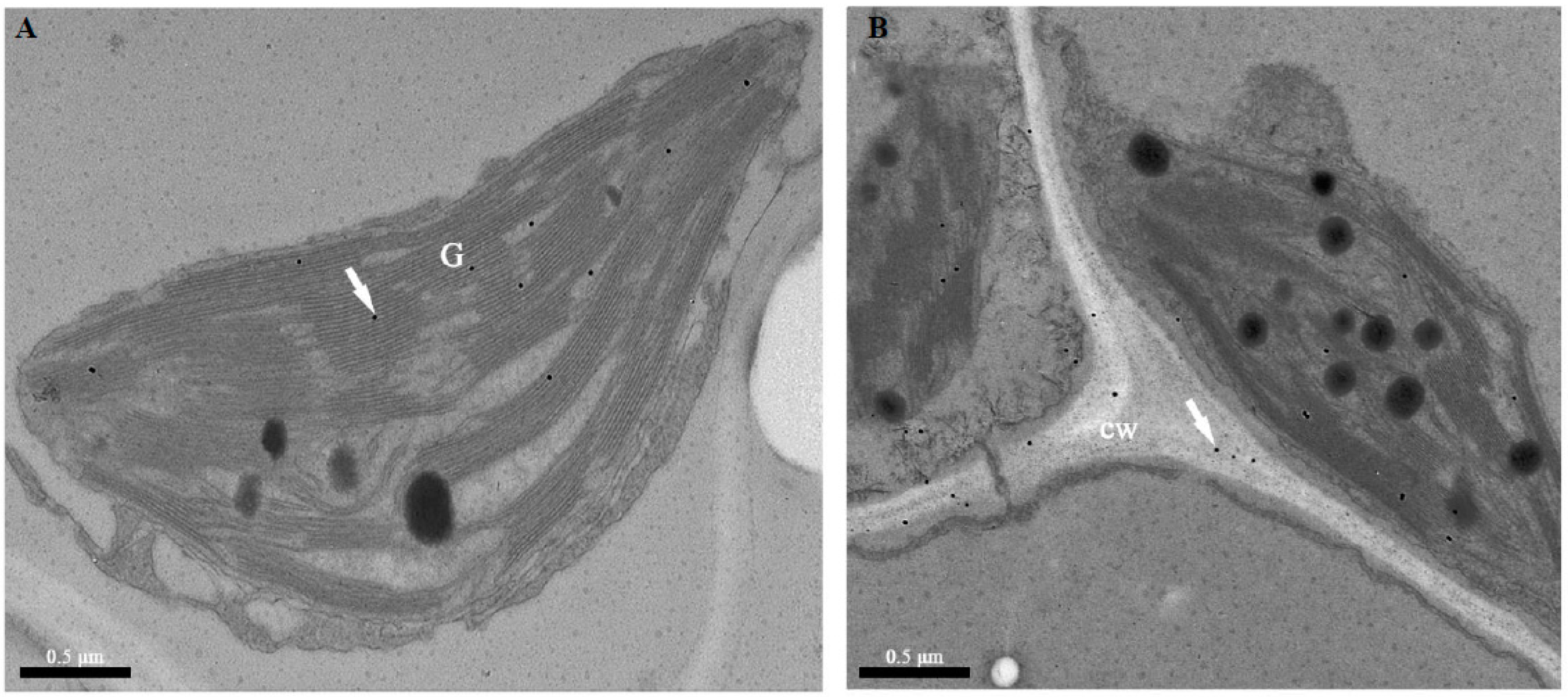Ijms 20 00894 g002