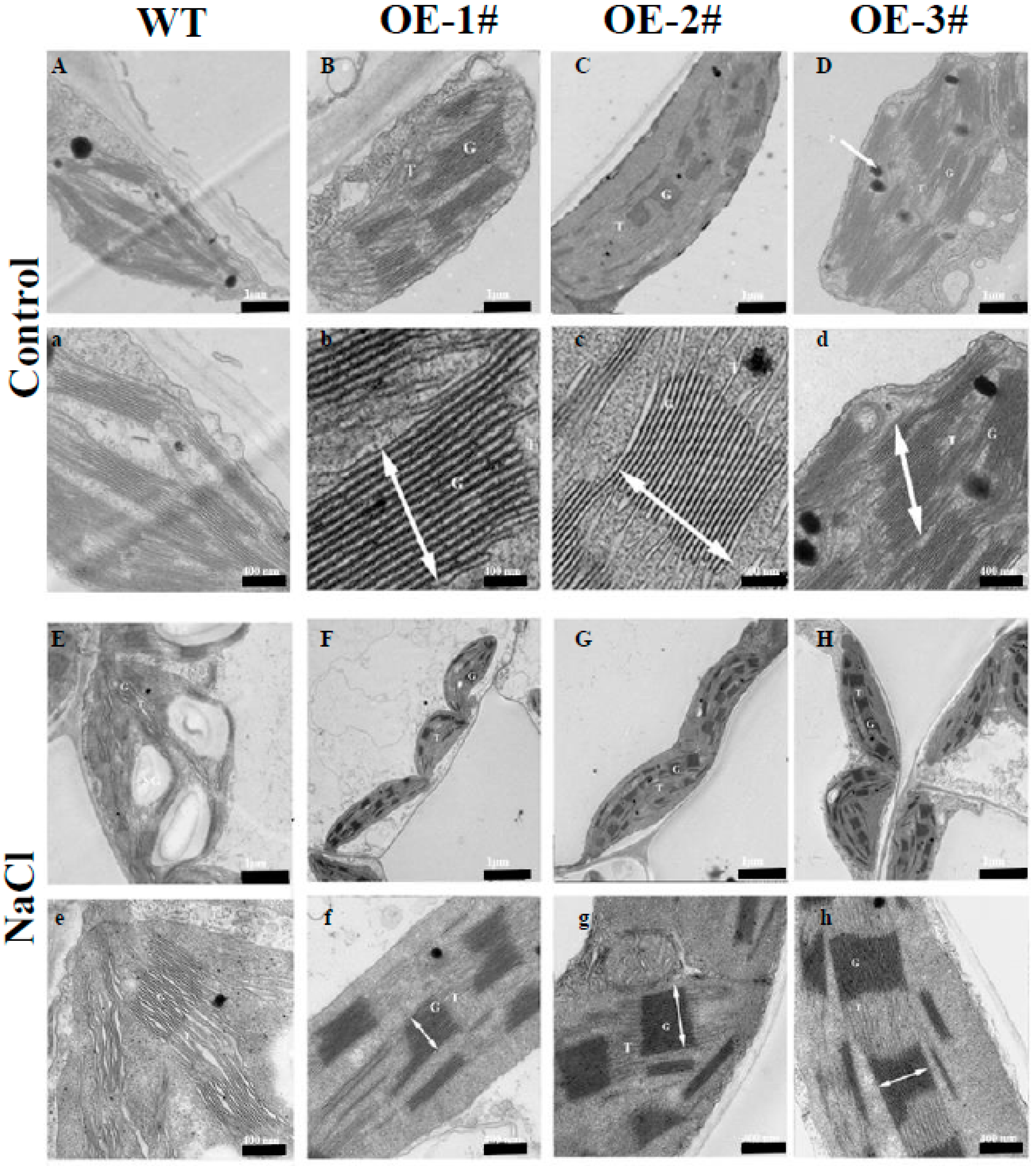 Ijms 20 00894 g006