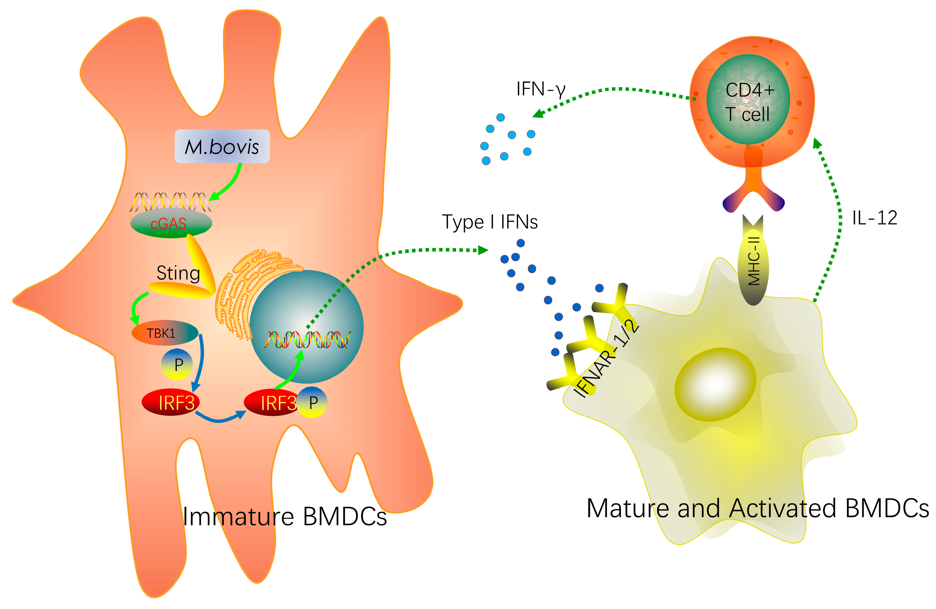 Ijms 20 00895 g005 Ijms 20 00895 g005