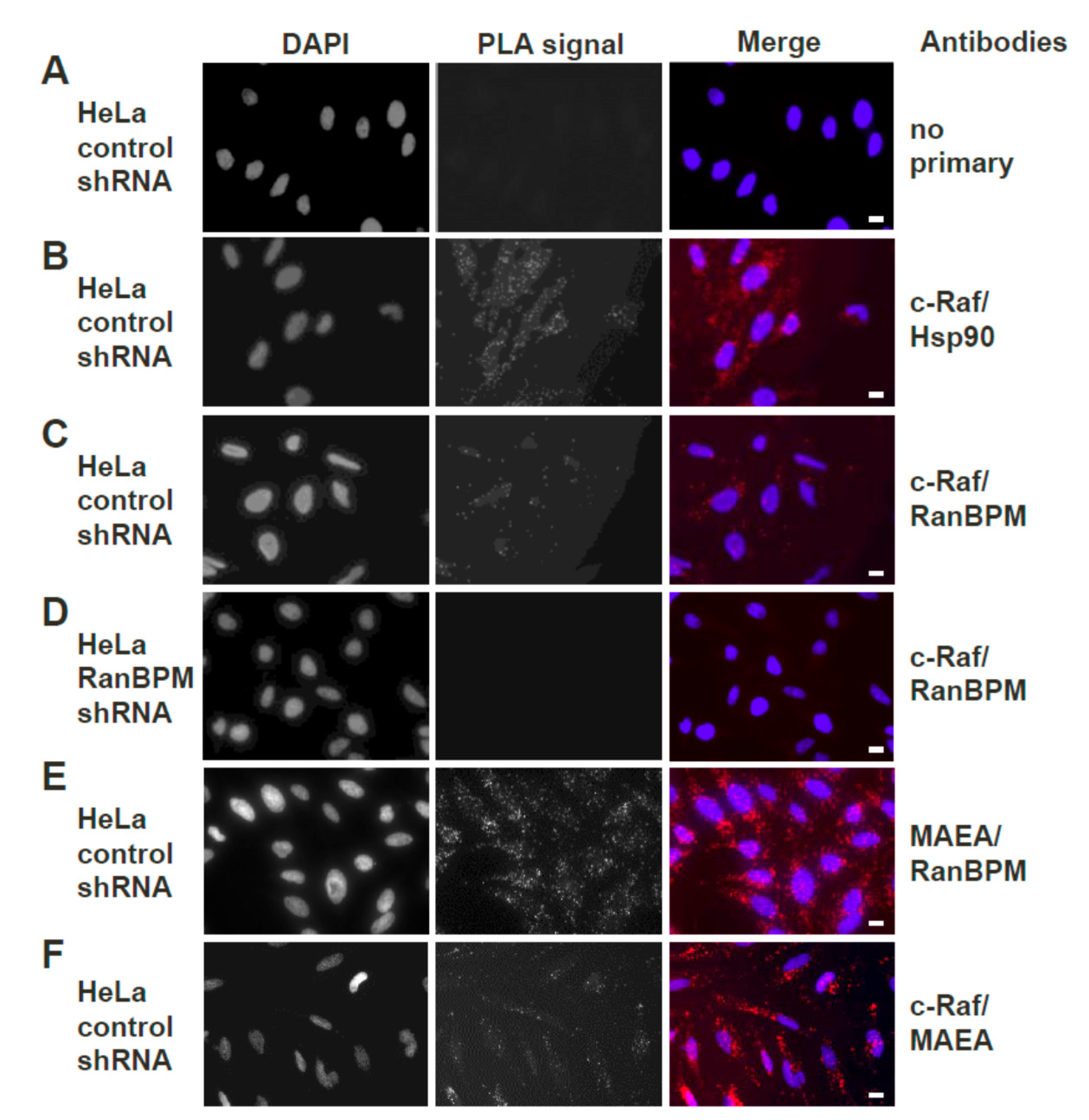 Ijms 20 00934 g003 Ijms 20 00934 g003