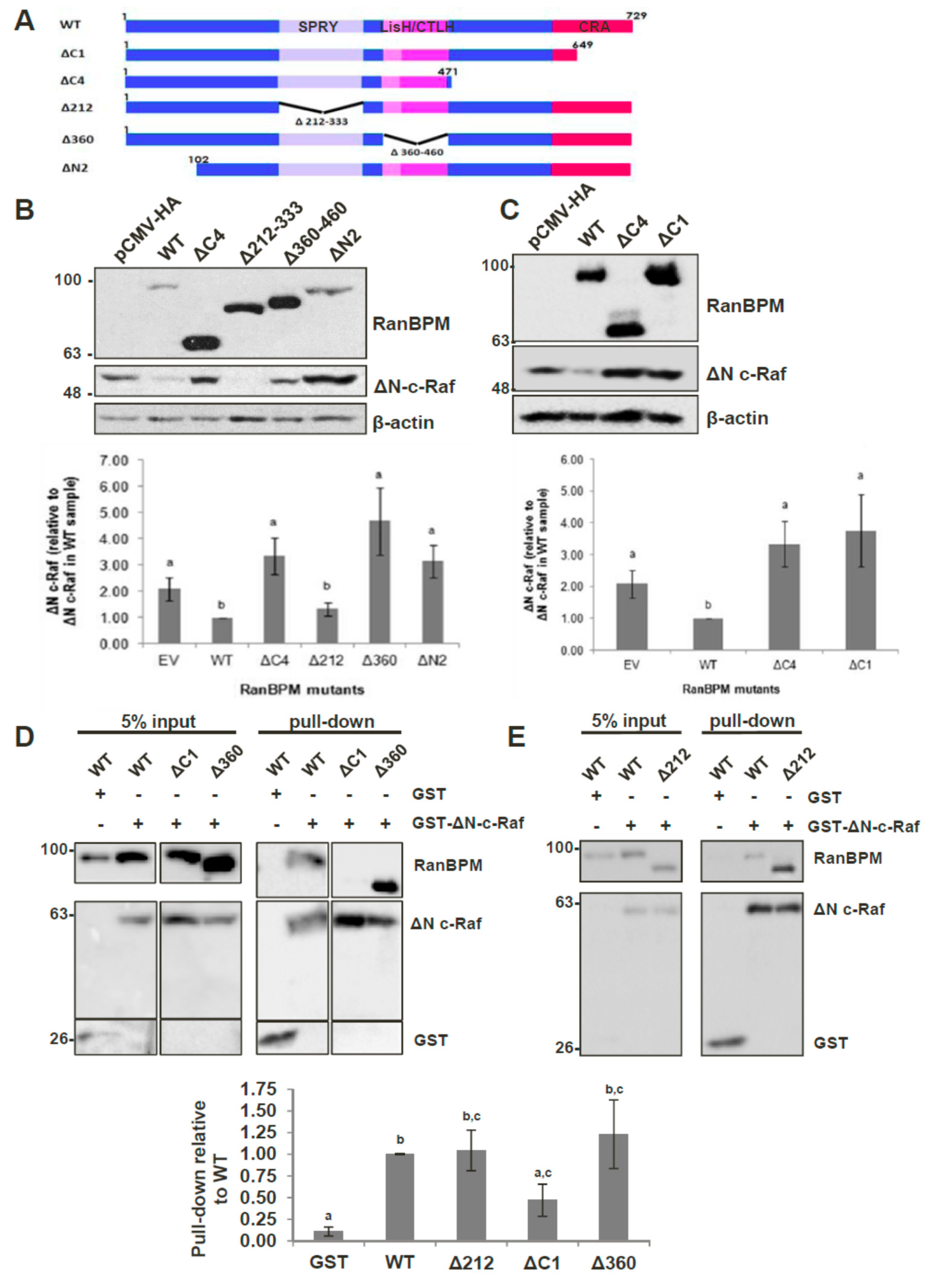 Ijms 20 00934 g004 Ijms 20 00934 g004