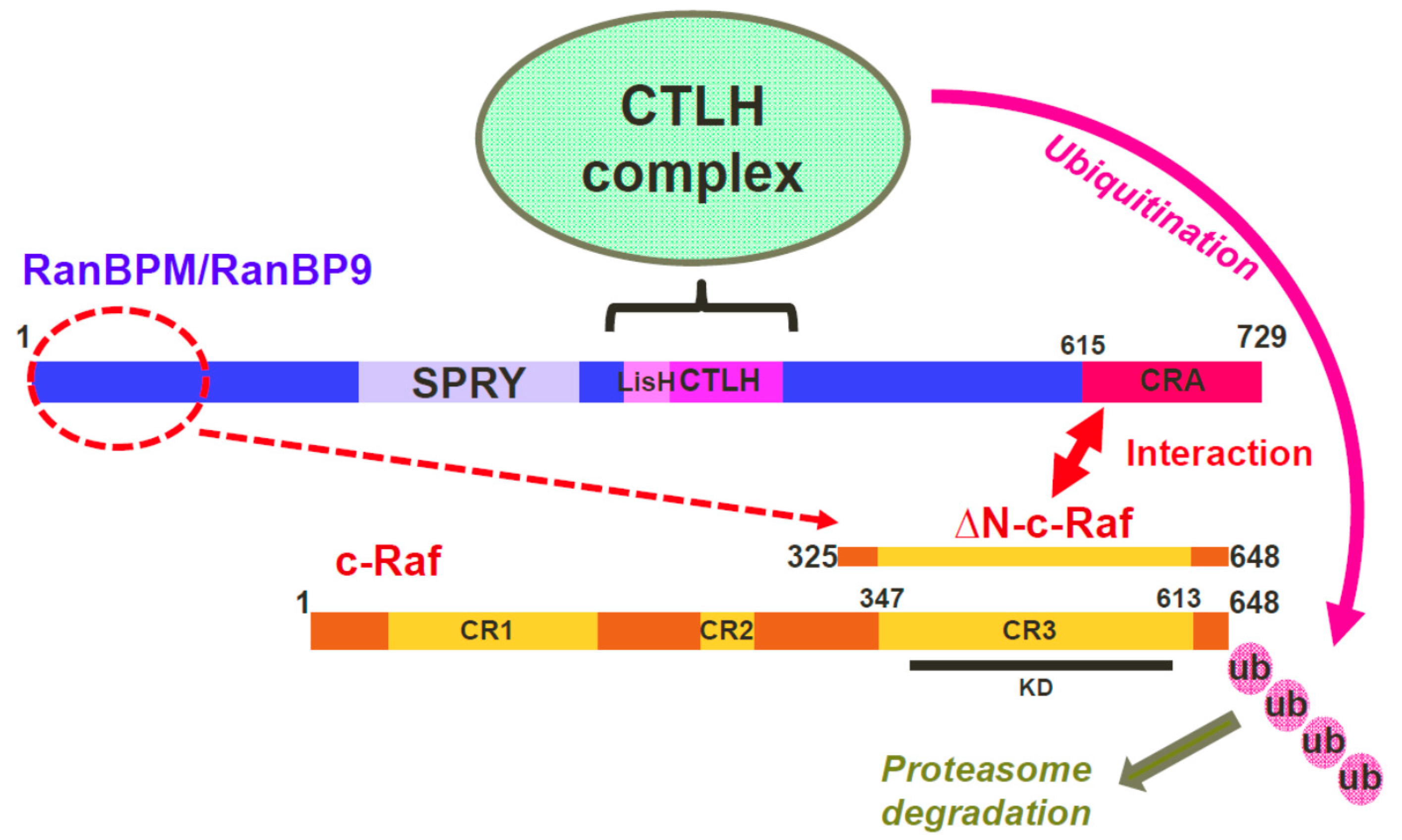 Ijms 20 00934 g007 Ijms 20 00934 g007