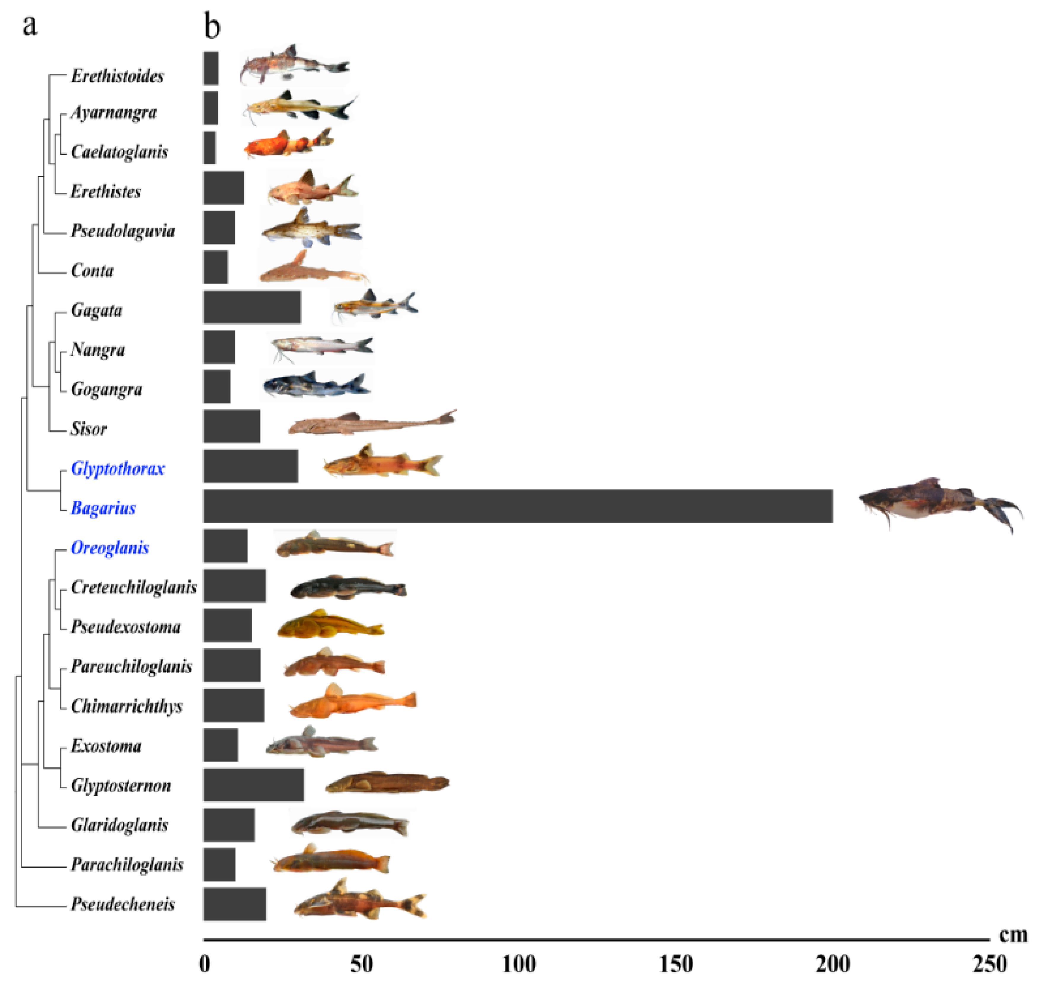 Ijms 20 00944 g001 Ijms 20 00944 g001