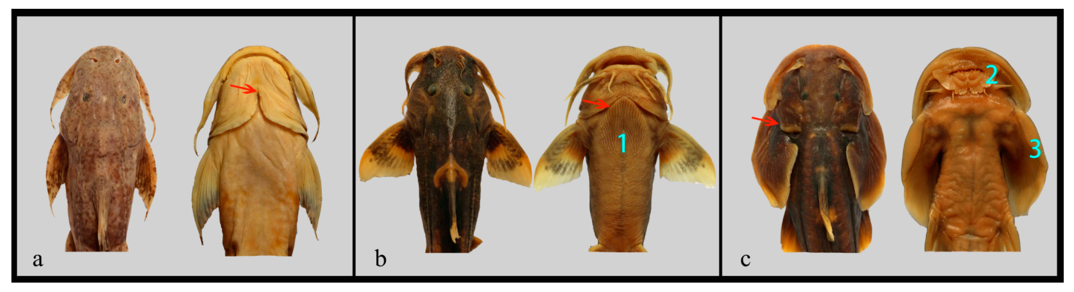 Ijms 20 00944 g003 Ijms 20 00944 g003