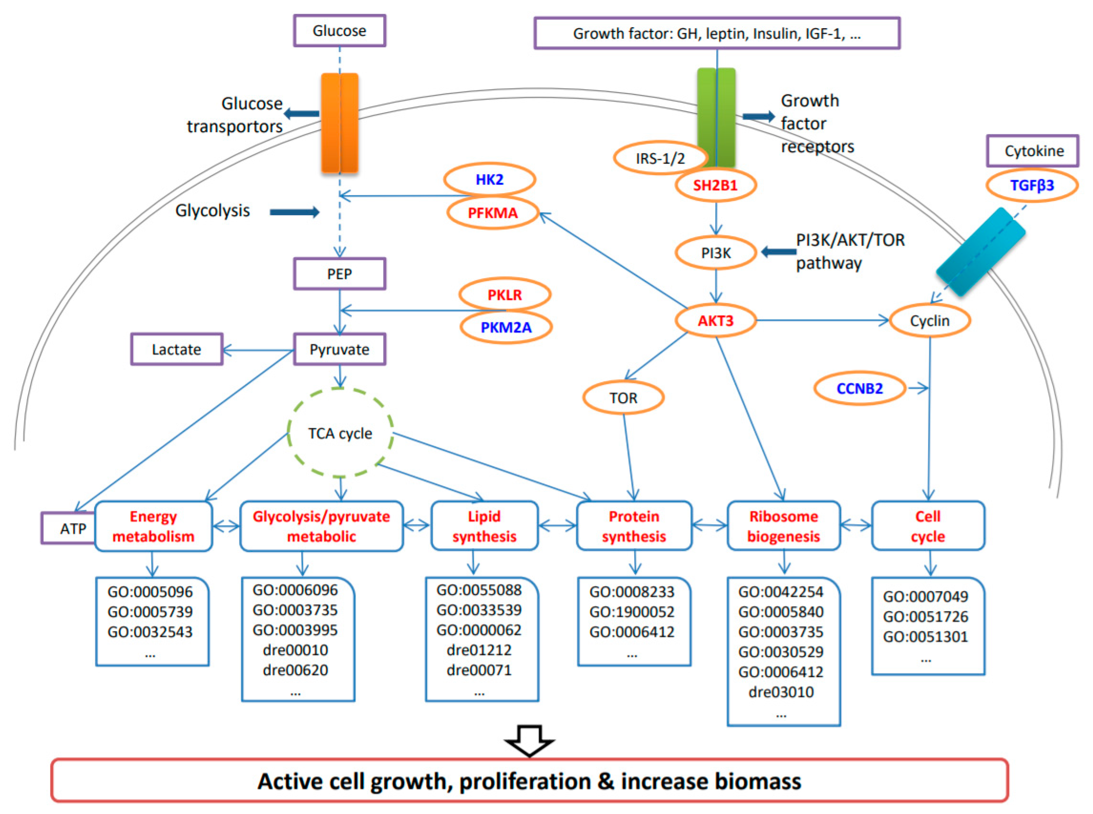 Ijms 20 00944 g007 Ijms 20 00944 g007