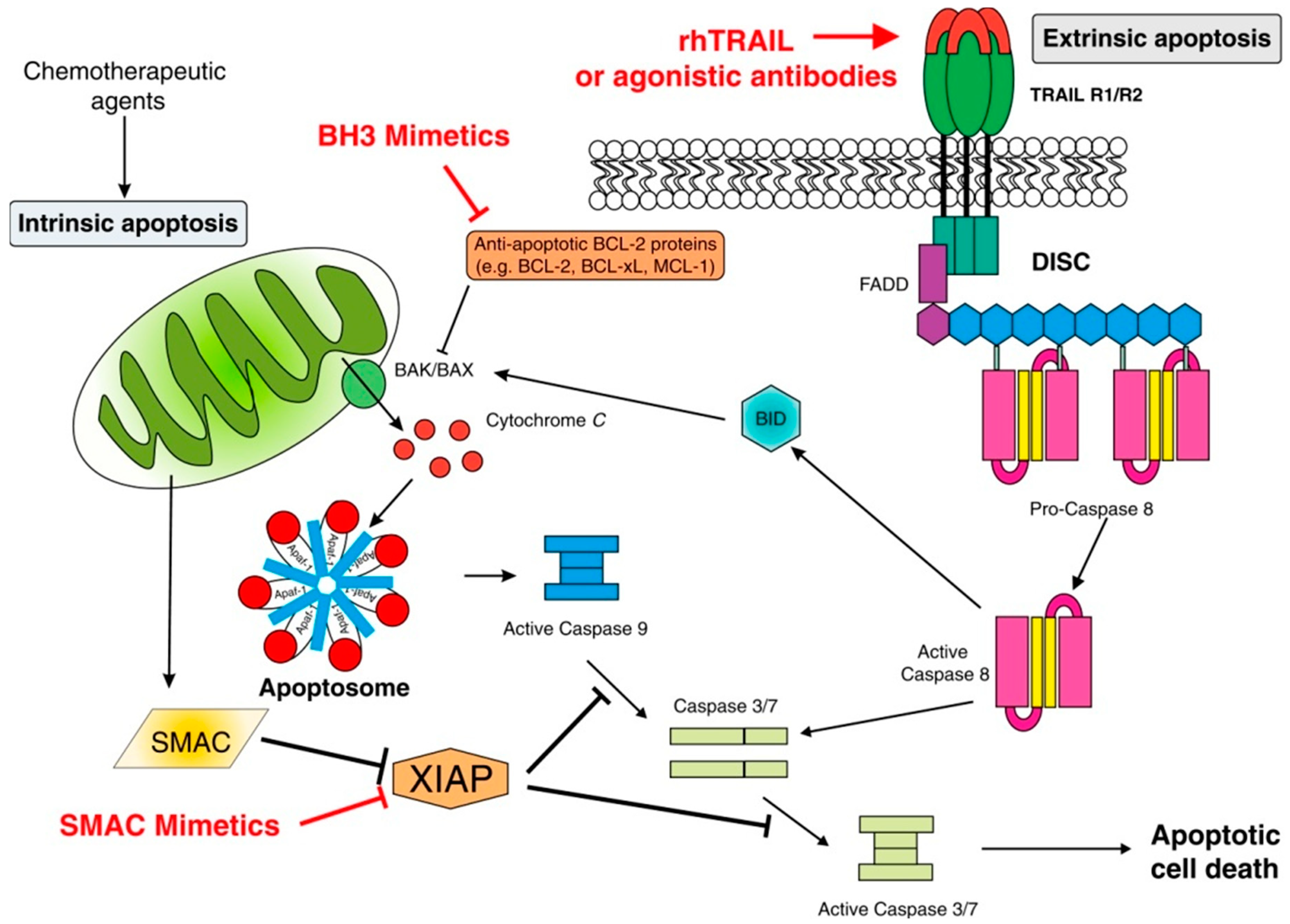 Ijms 20 00959 g001 Ijms 20 00959 g001