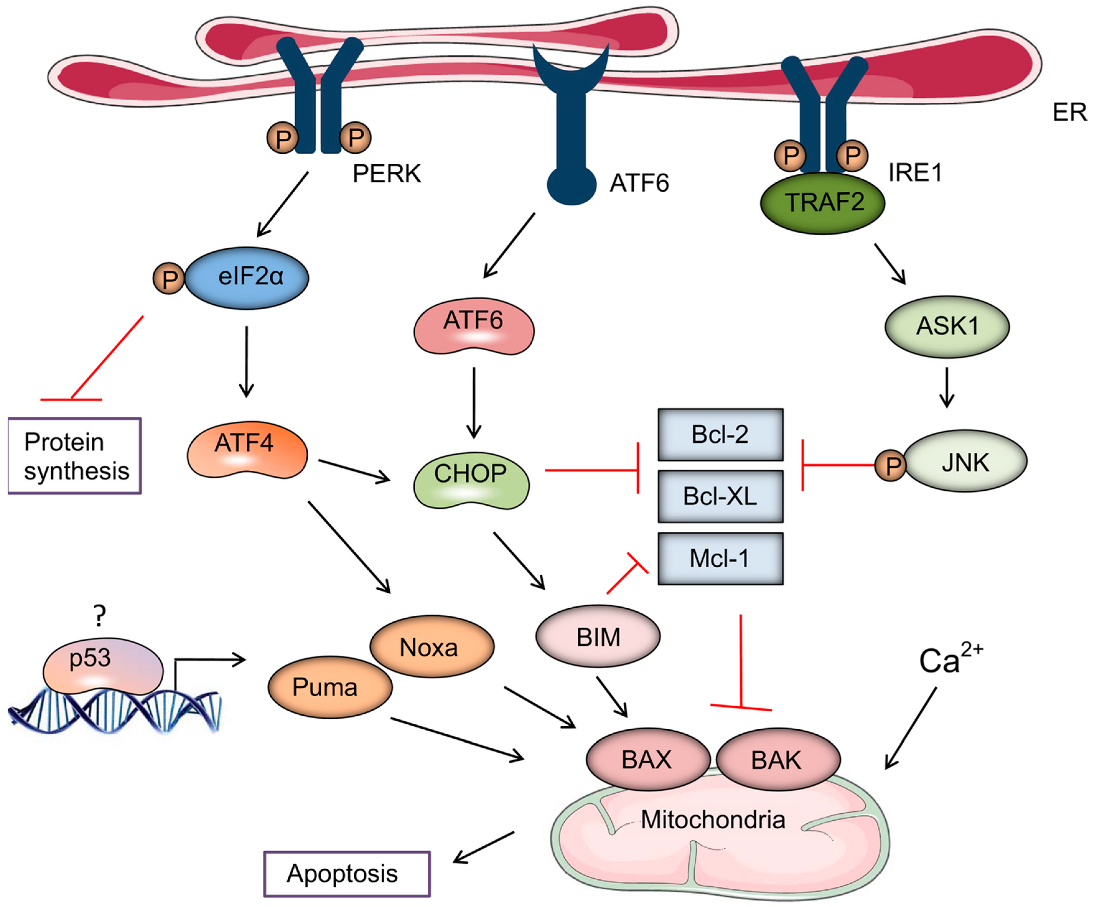 Ijms 20 00959 g002 Ijms 20 00959 g002