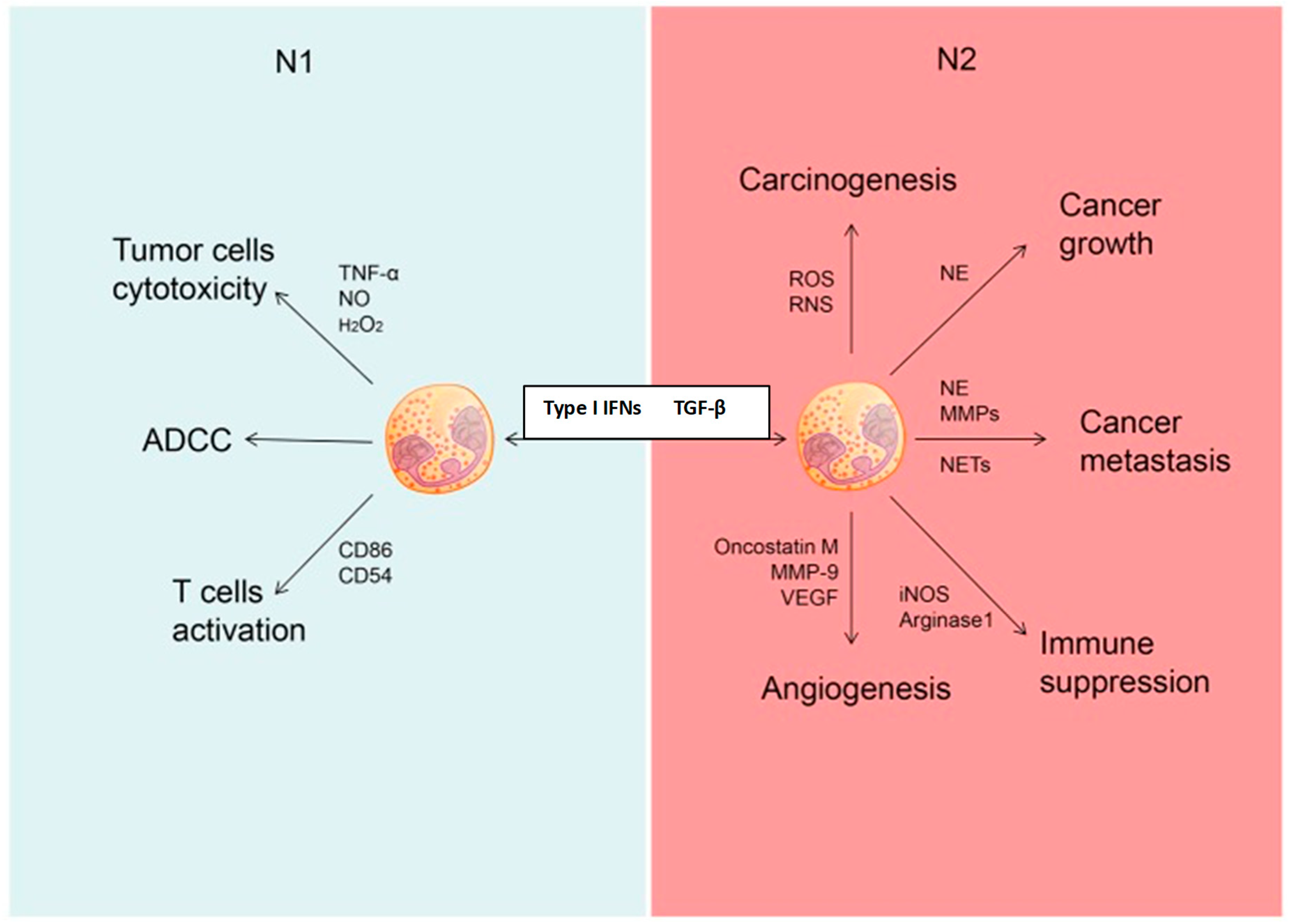 Ijms 20 00959 g003 Ijms 20 00959 g003