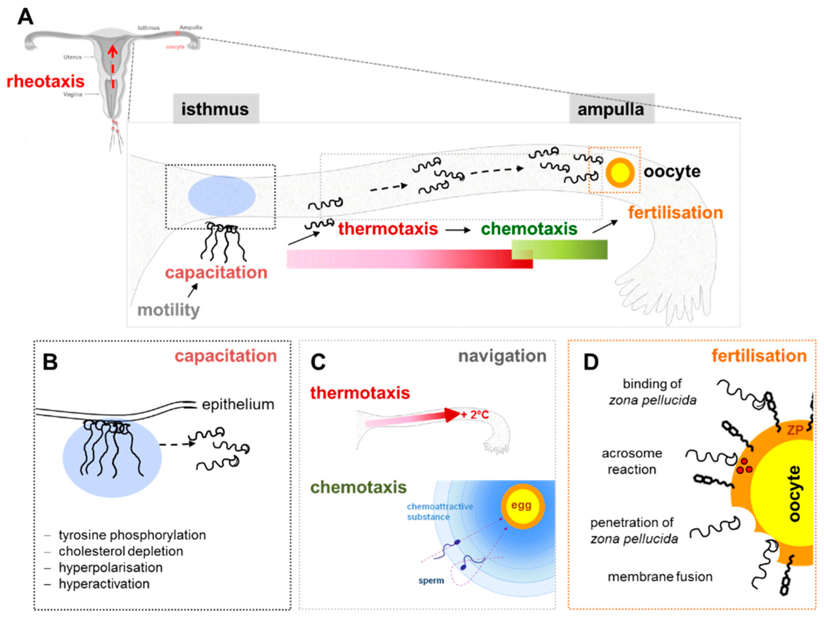 Ijms 20 00967 g003 Ijms 20 00967 g003