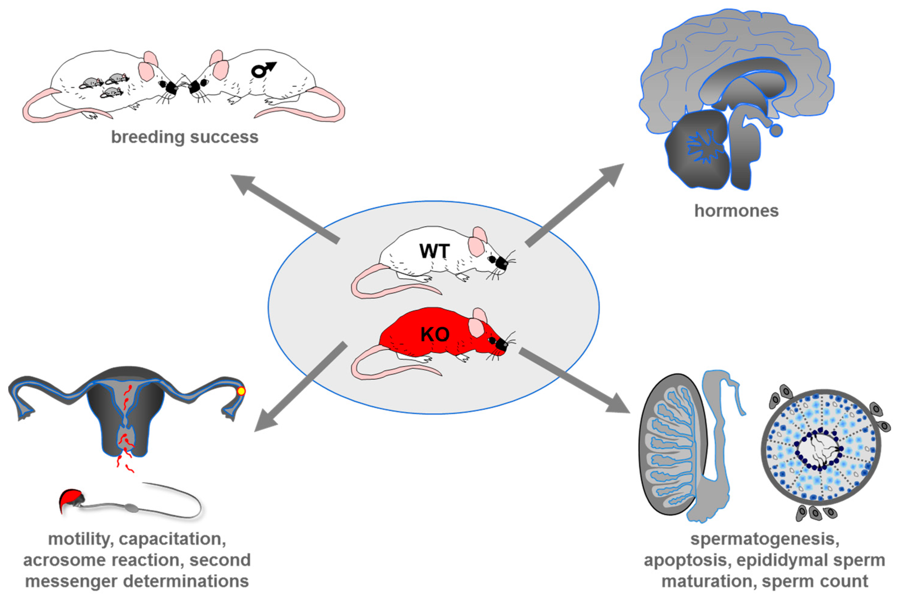 Ijms 20 00967 g004 Ijms 20 00967 g004